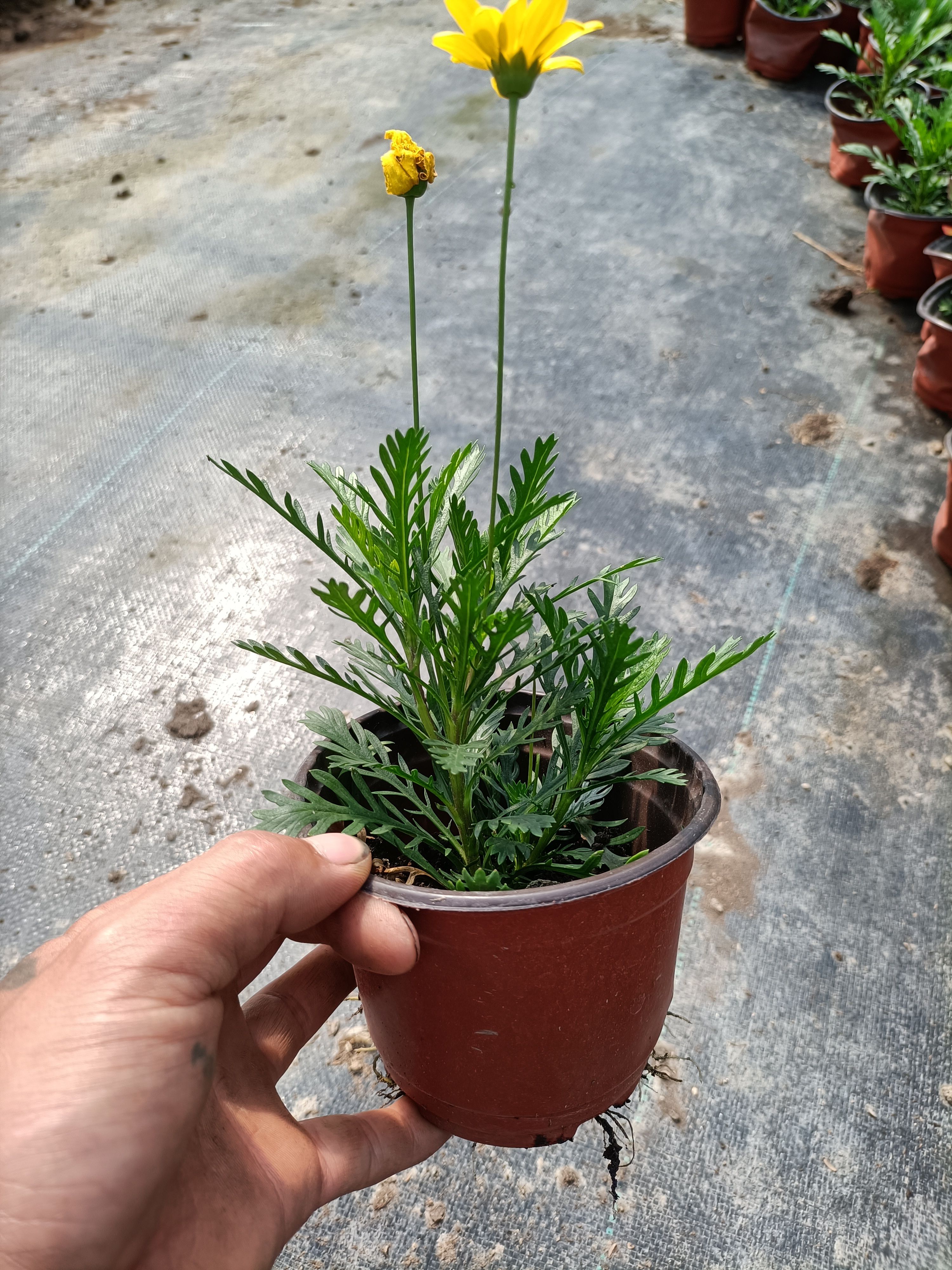黄金菊 四季品种