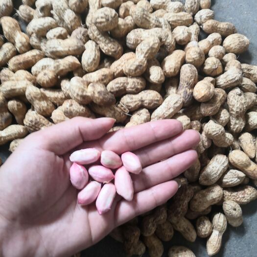 宁阳县 鲁花系列花生  颗粒饱满