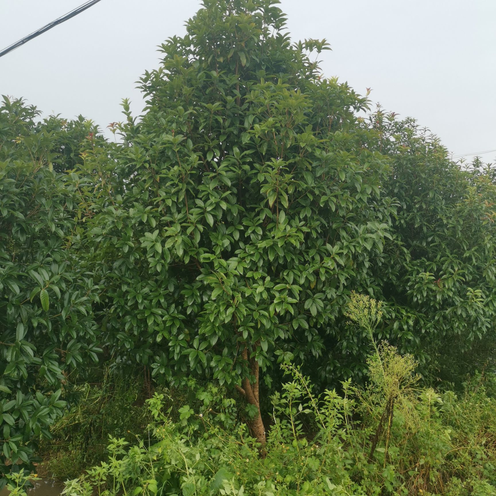 宁远县八月桂 占地桂花树8-10公分，给钱就卖。