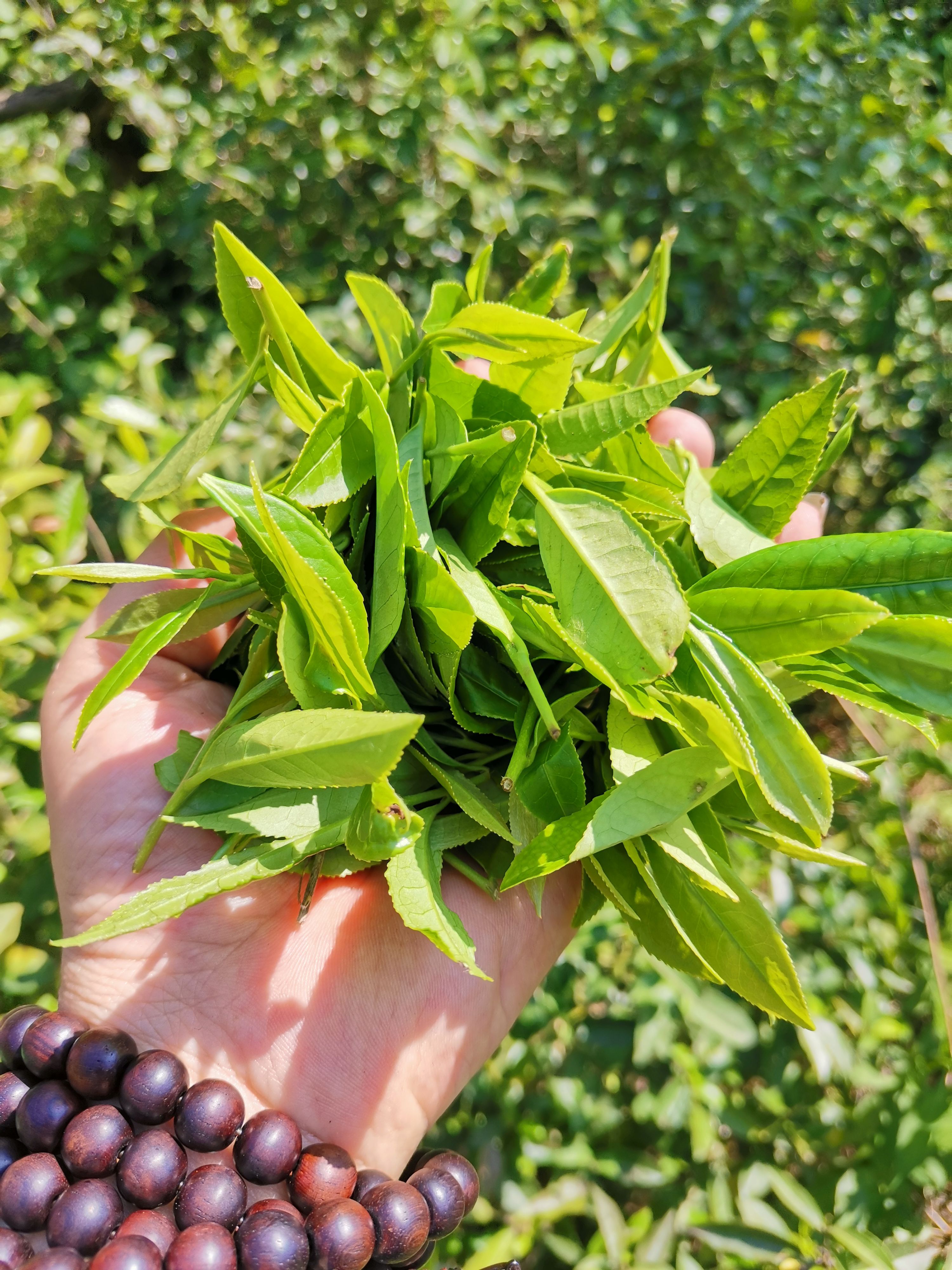 安化边江源茶业（黑茶）