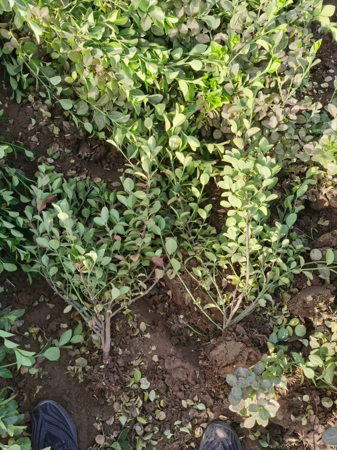 冬青卫矛  30-80公分高卫矛.大冠幅.大量销售中质优价廉，品质有保障