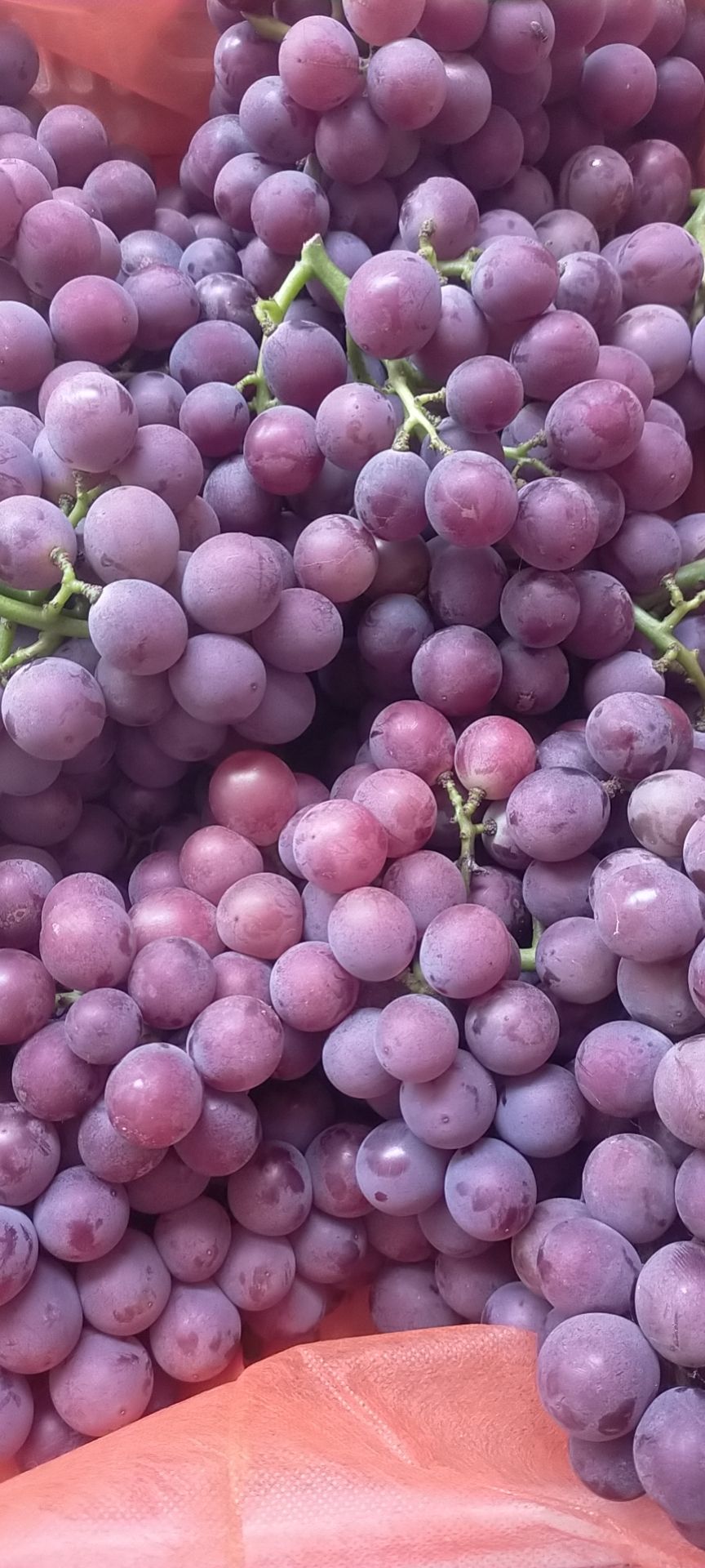  超甜巨峰葡萄海量上市价格稳定