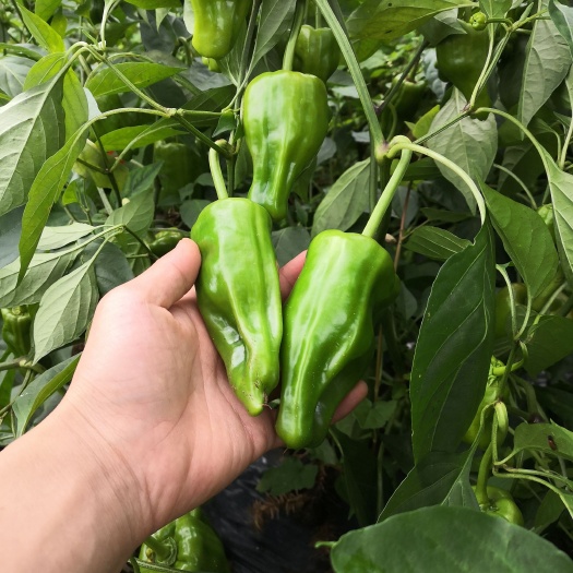 彭水甜椒 厚皮青椒
