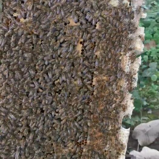 彭州市蜂蛹 出售中蜂，蜂场自养，量大优惠，无病无巢虫。