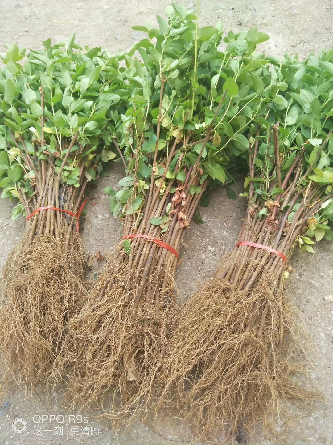四季金银花苗树型金银花四季金银花树平邑金银花基地批发价包邮