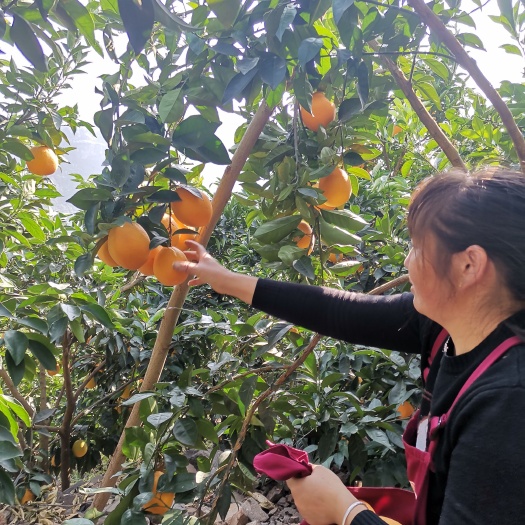 雷波县黄桷堡优质脐橙基地
