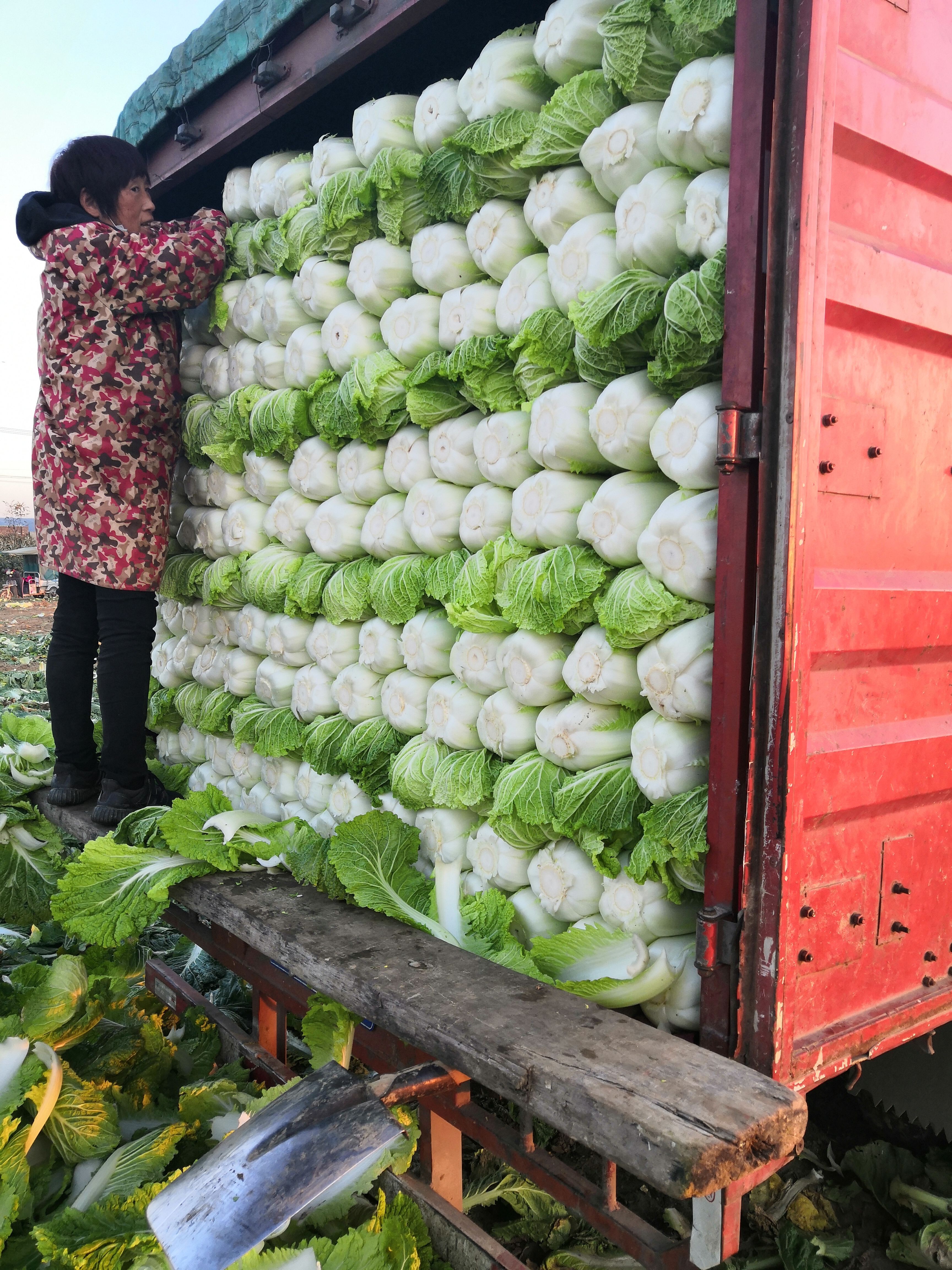 北京新3号  北京新三号大白菜