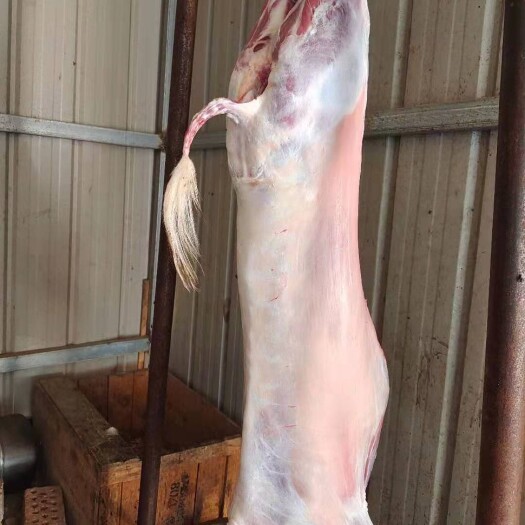 巴彦淖尔羊肉 生肉