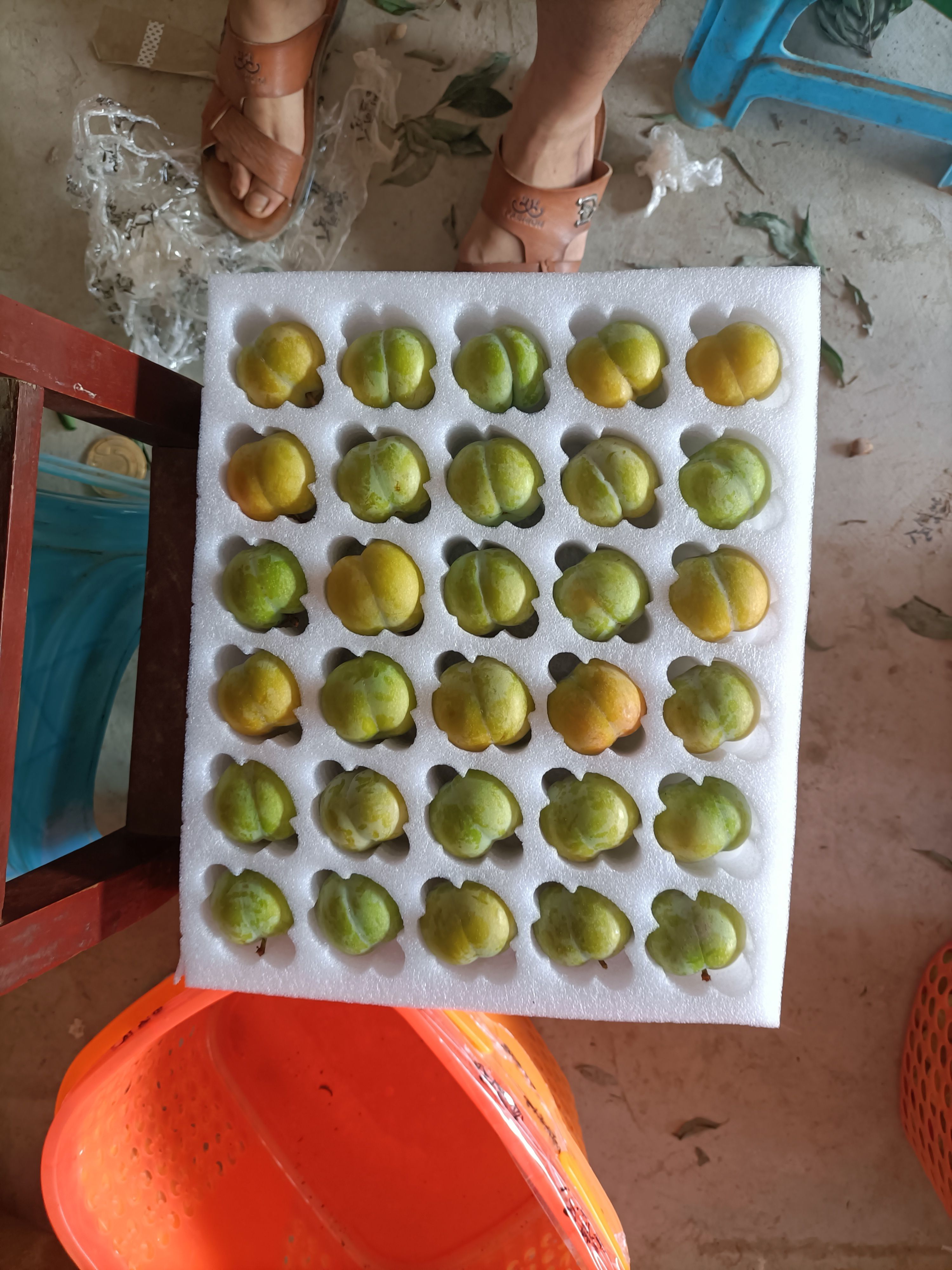 蜂糖李原生苗一手货源，基地直发