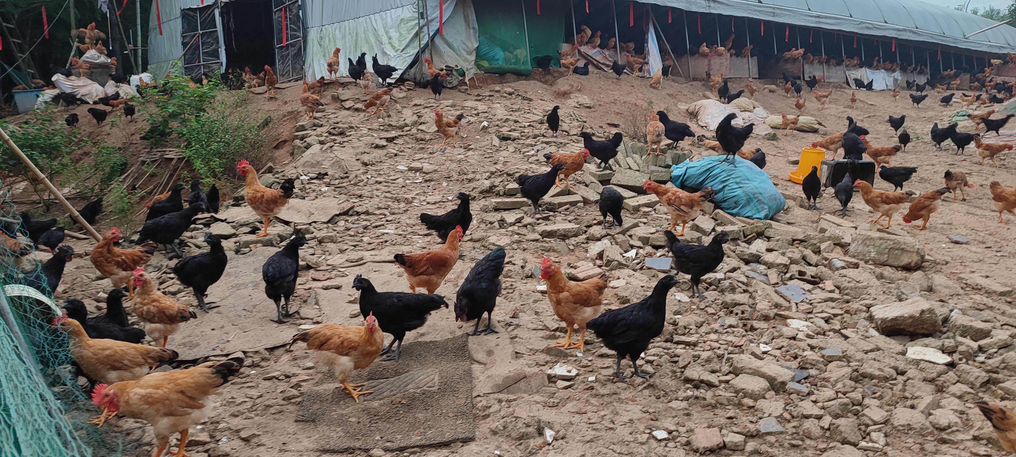 纯种五黑鸡，乌骨鸡（五黑)，皖南土鸡（黄细脚）