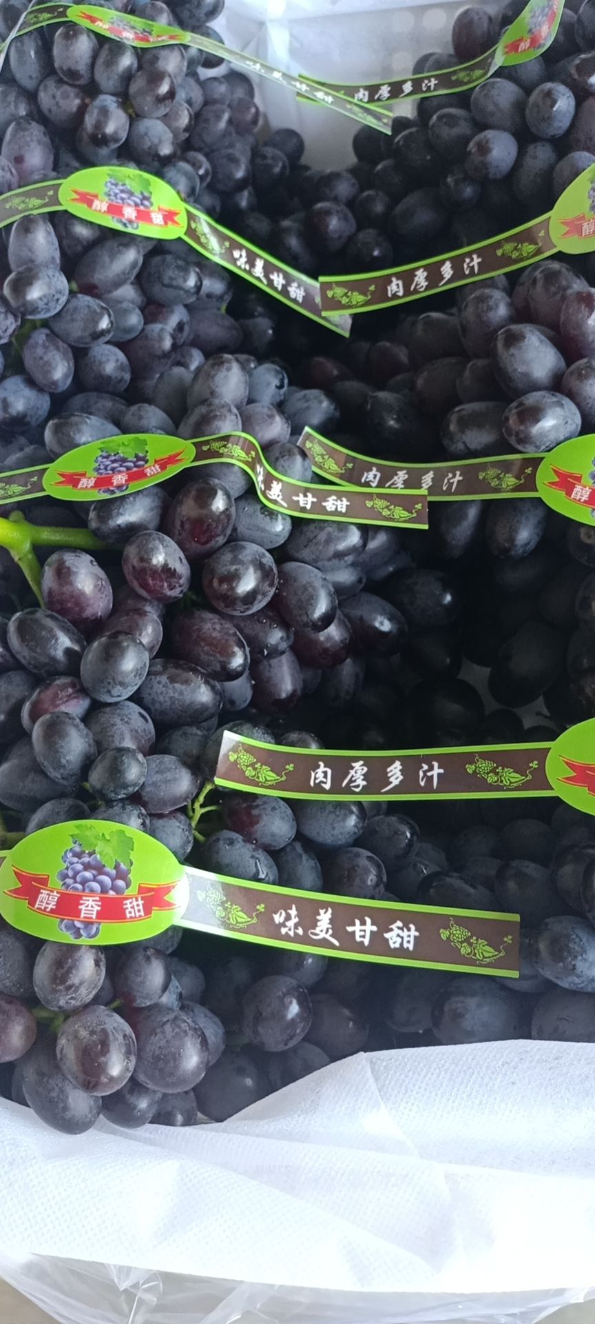 葡萄 优质紫甜无核现已陆续上市