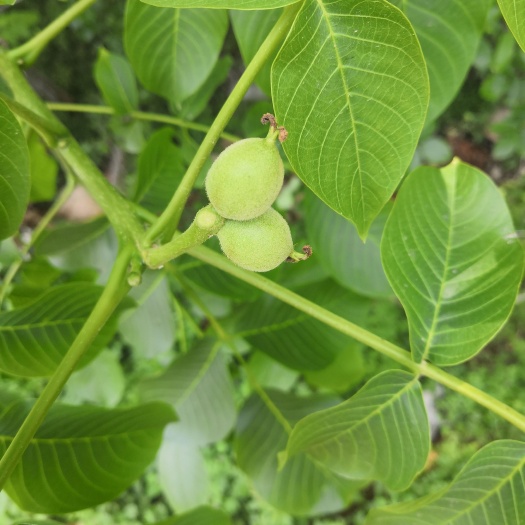 费县 青皮山核桃