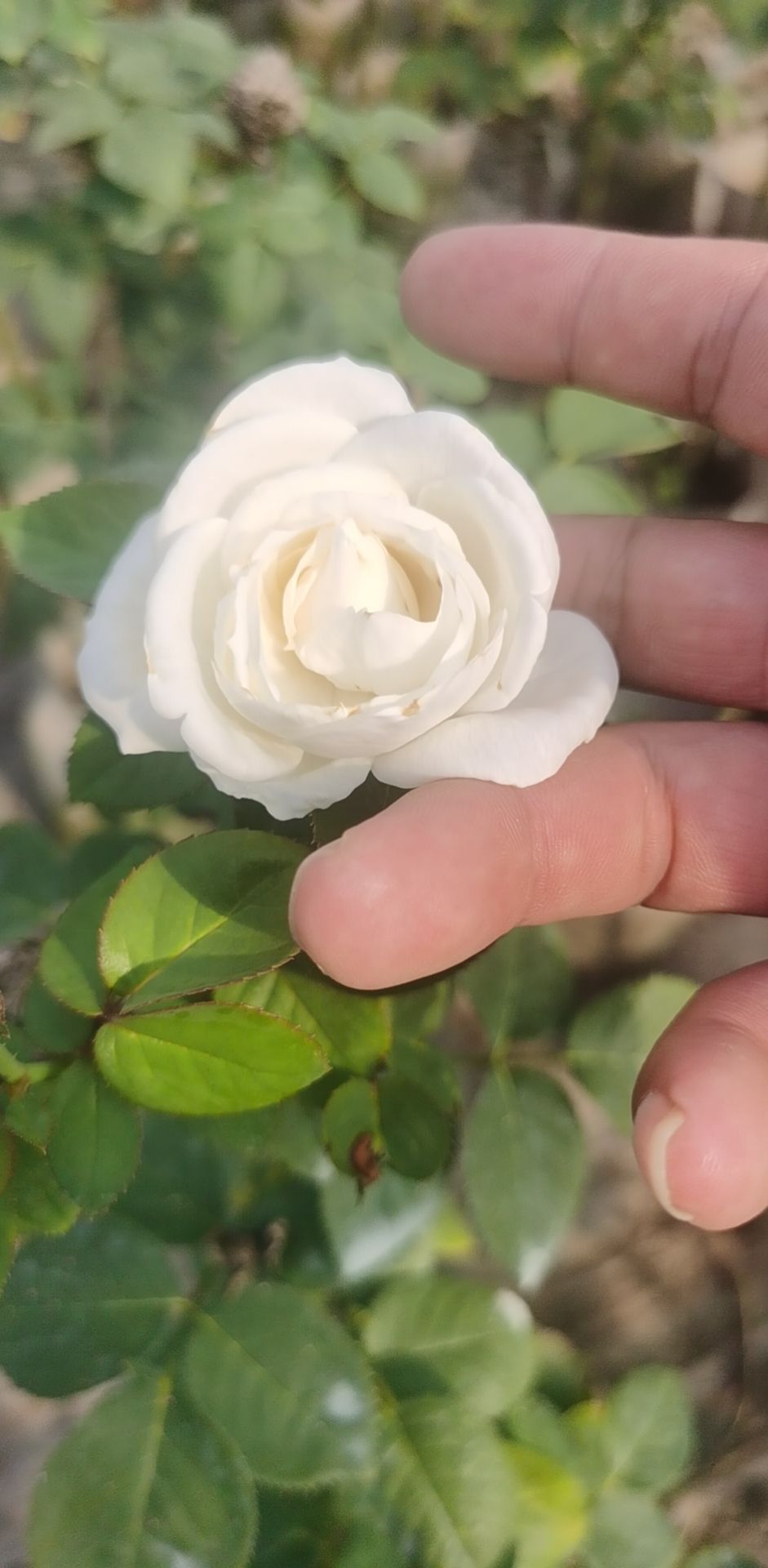 蓝色风暴 玫瑰月季花苗大花部分带花苞花卉盆栽易活多季开花蔷薇室院阳台花