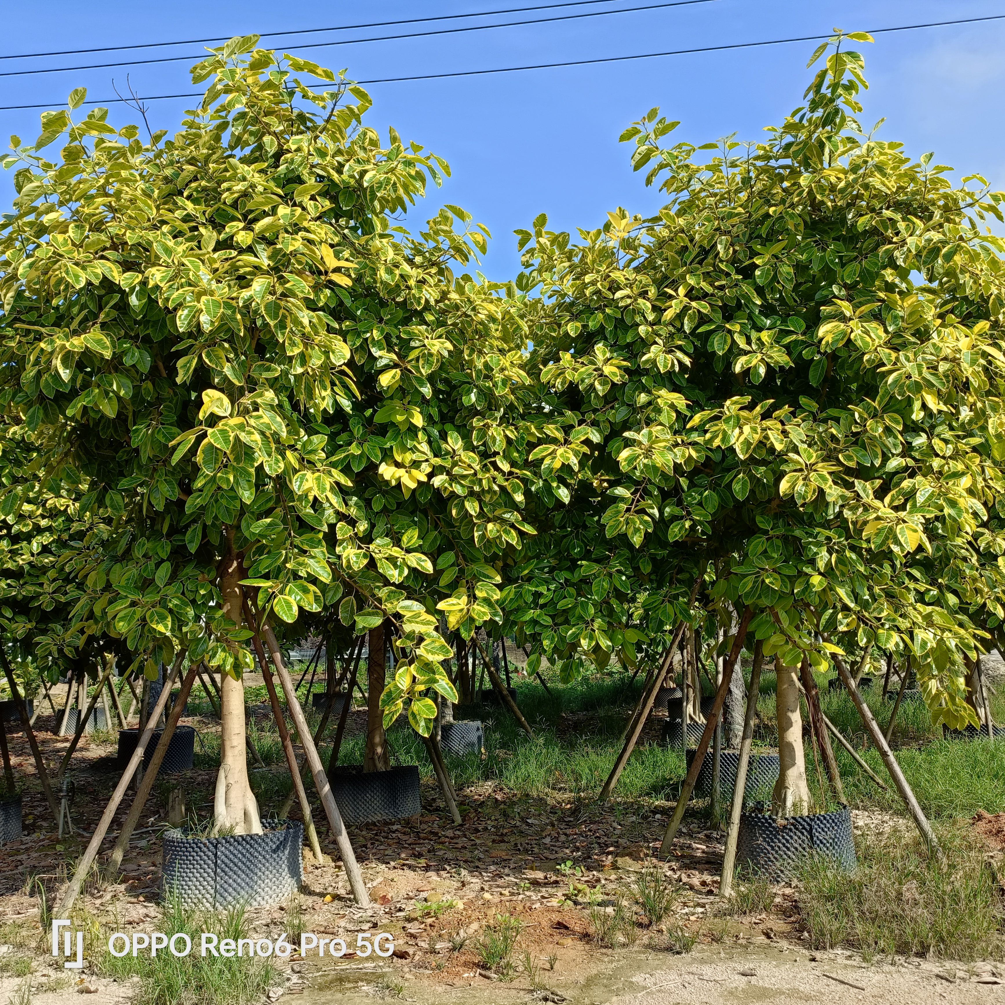 花叶高山榕，富贵榕15-18公分