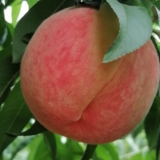饶阳县 套袋绿化九毛桃大量上市