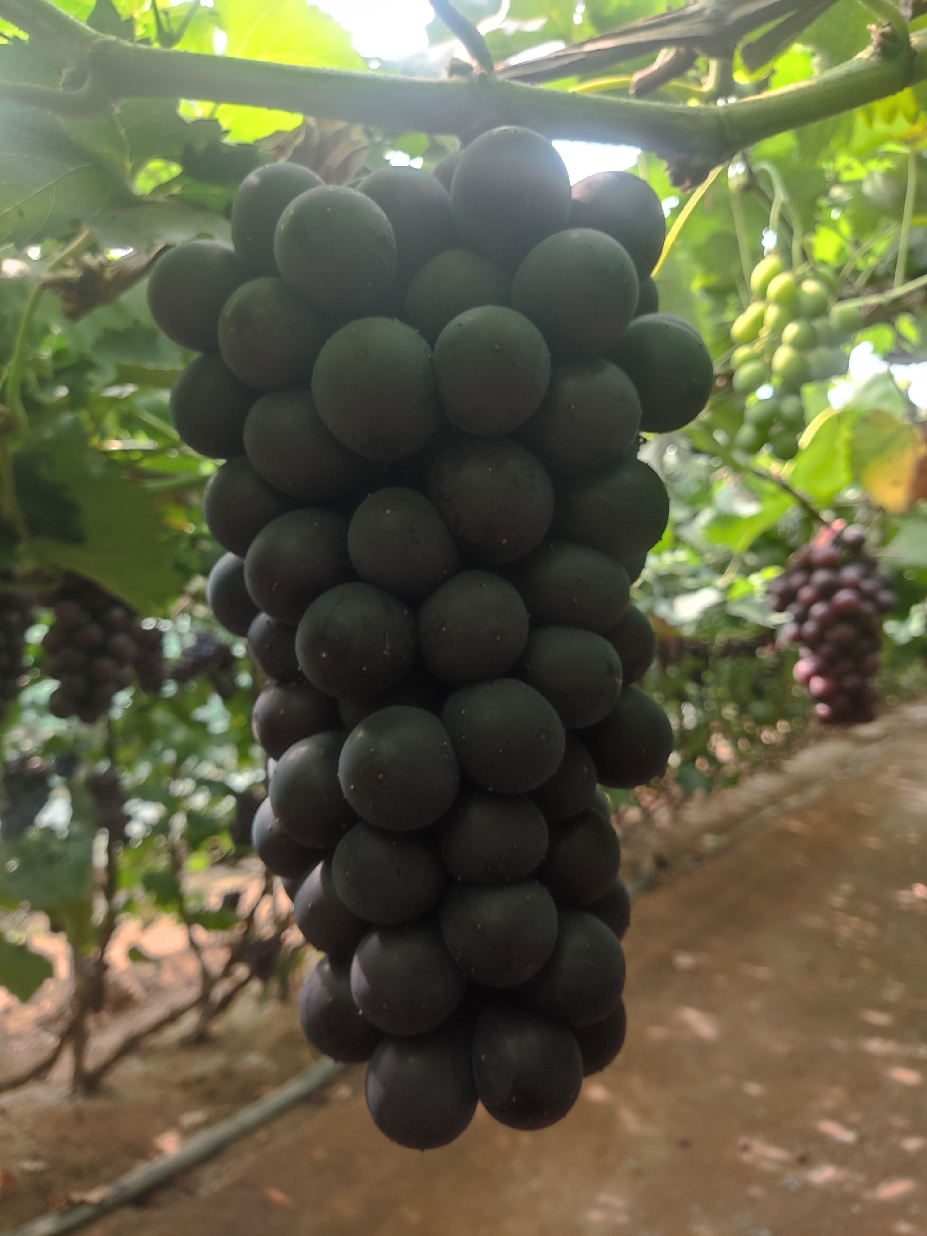 辽南熊岳巨峰葡萄 ，巨峰葡萄口感甜，色泽黑，南北方各大市场