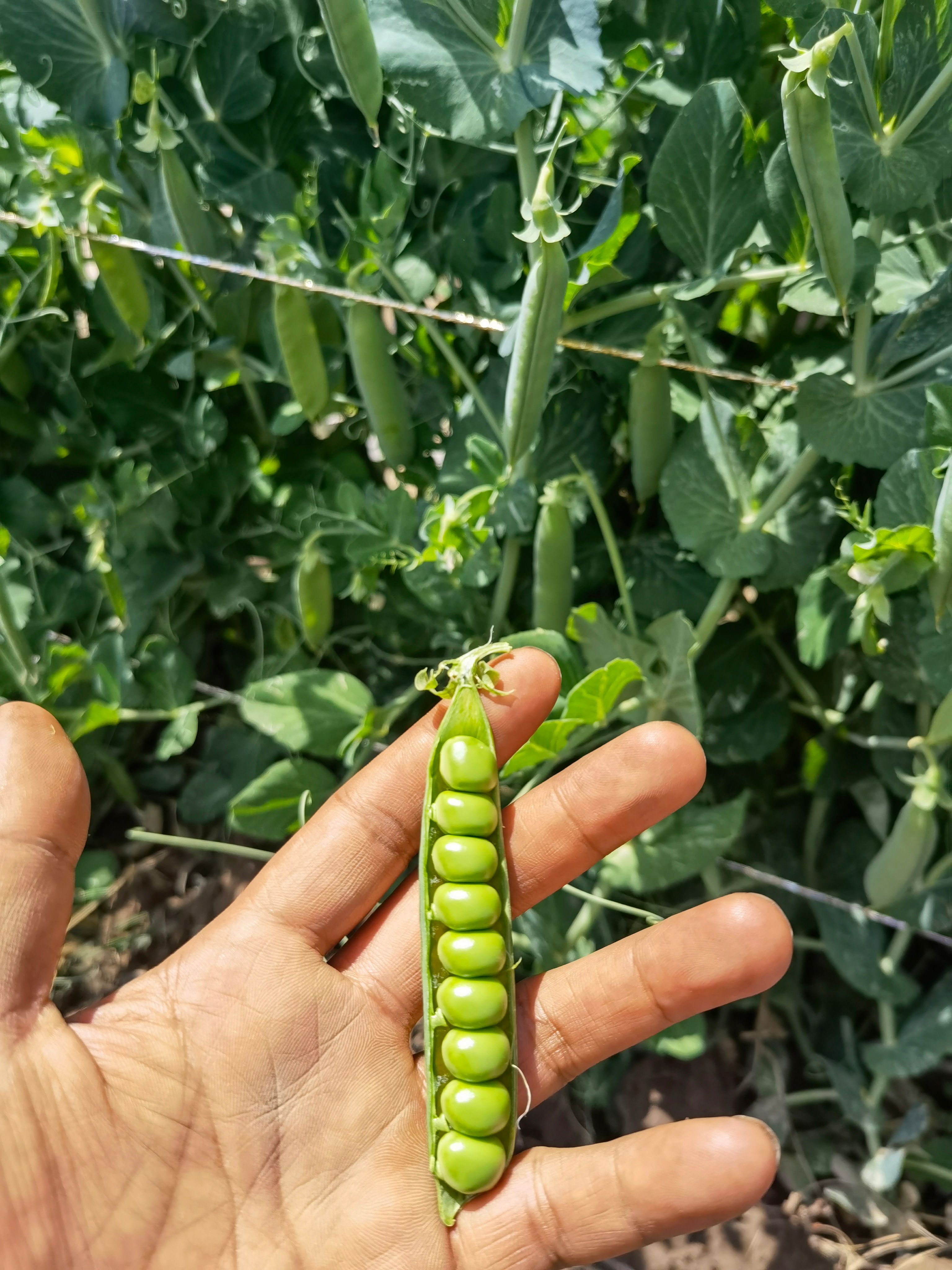 豌豆种子 长寿仁 水果豌豆长寿豆豌豆种子批发长寿仁