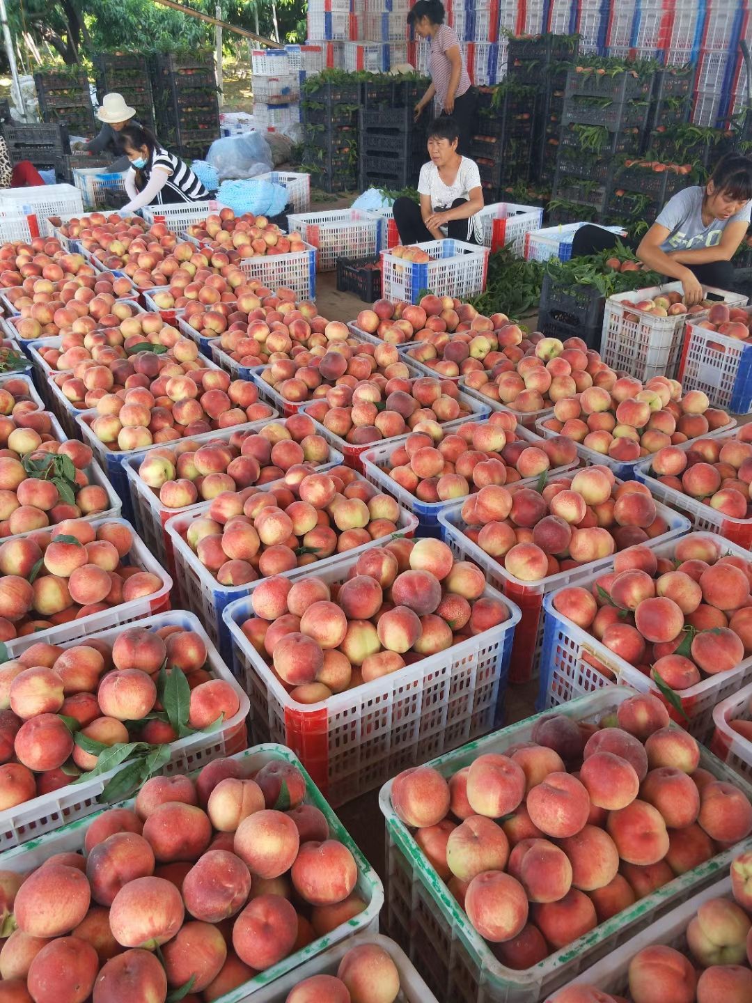 绿化九毛桃 纸袋绿化九，超市**