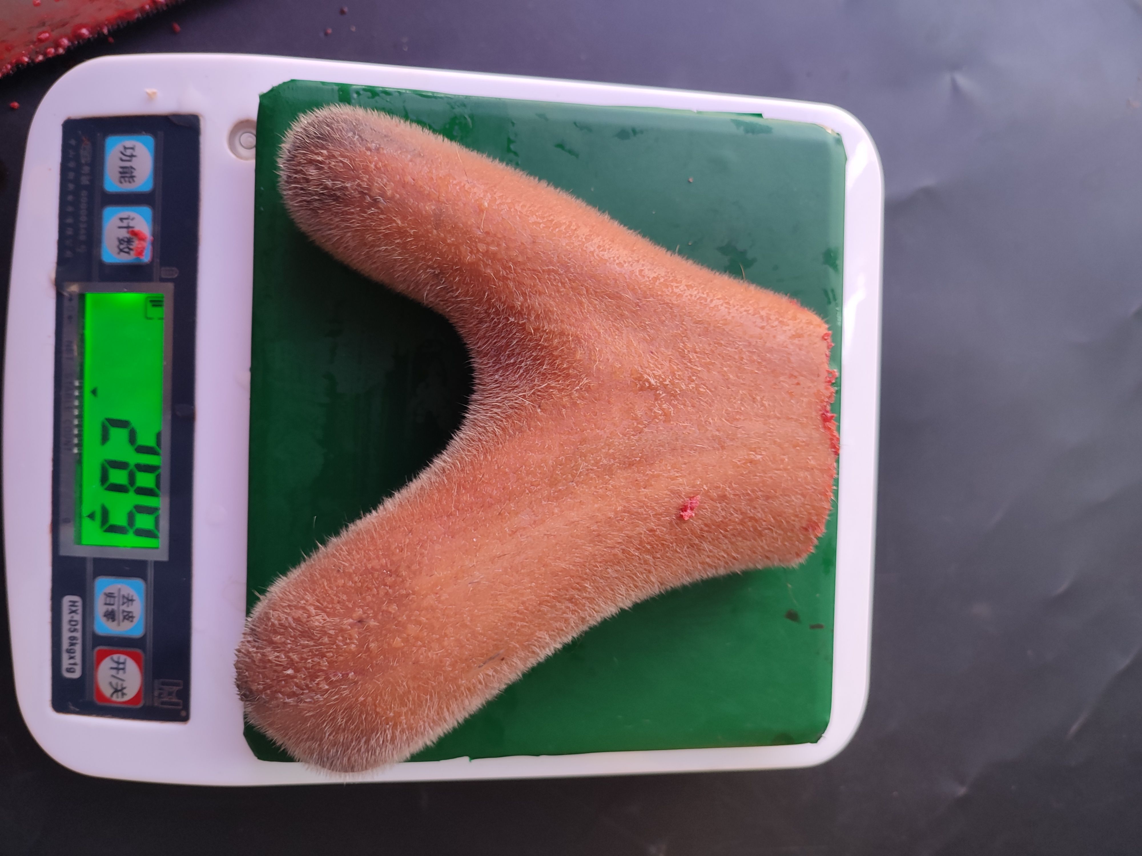  鲜鹿茸 整只鹿茸  鹿茸  克价2.4  二杠鹿茸