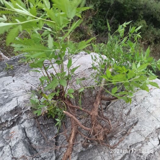 临朐县荆棘根盆景 荆轲苗