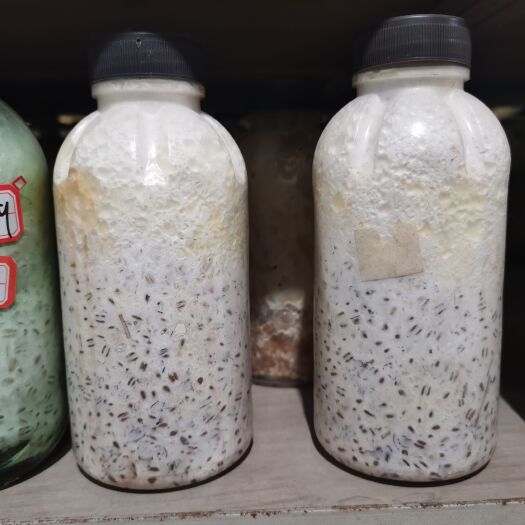 西乡县 平菇菌种 平菇优质菌种 产量高 抗杂性强 常年供应 直发全国
