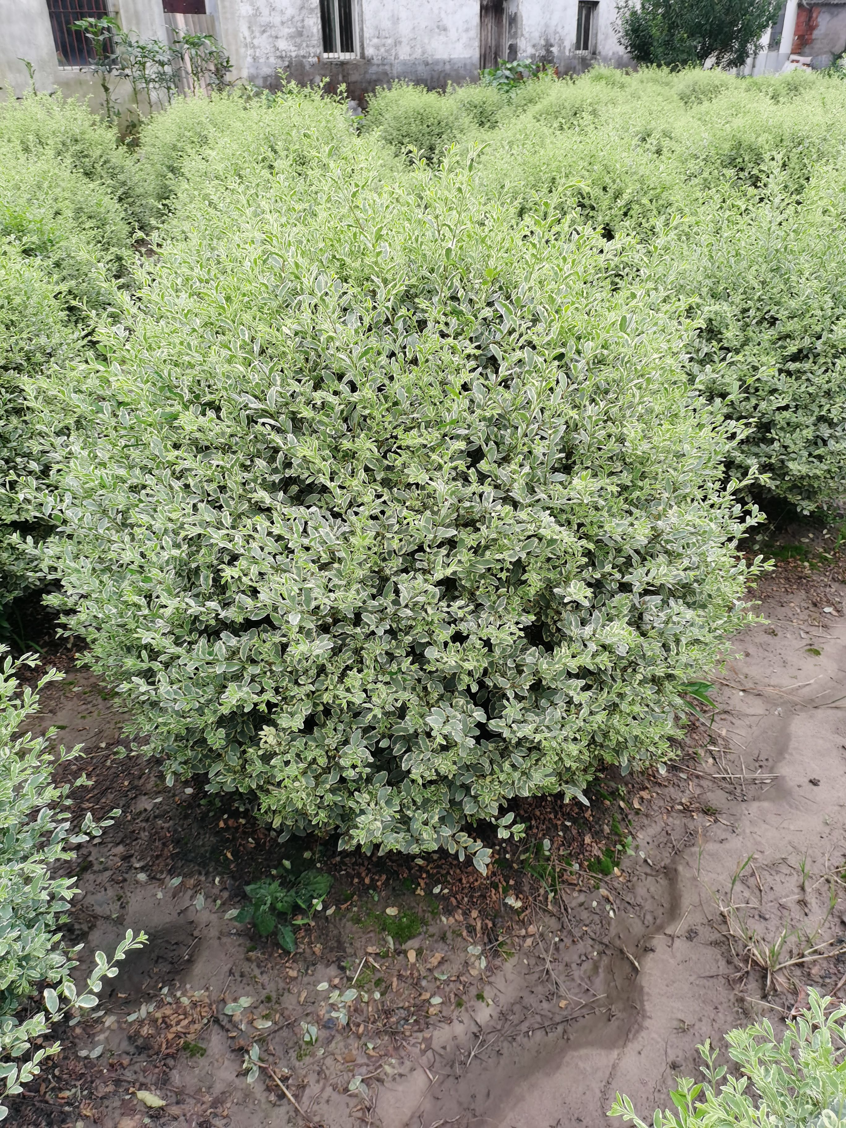 金叶白蜡  清田处理银姬小蜡花叶女贞100厘米120厘米精品级