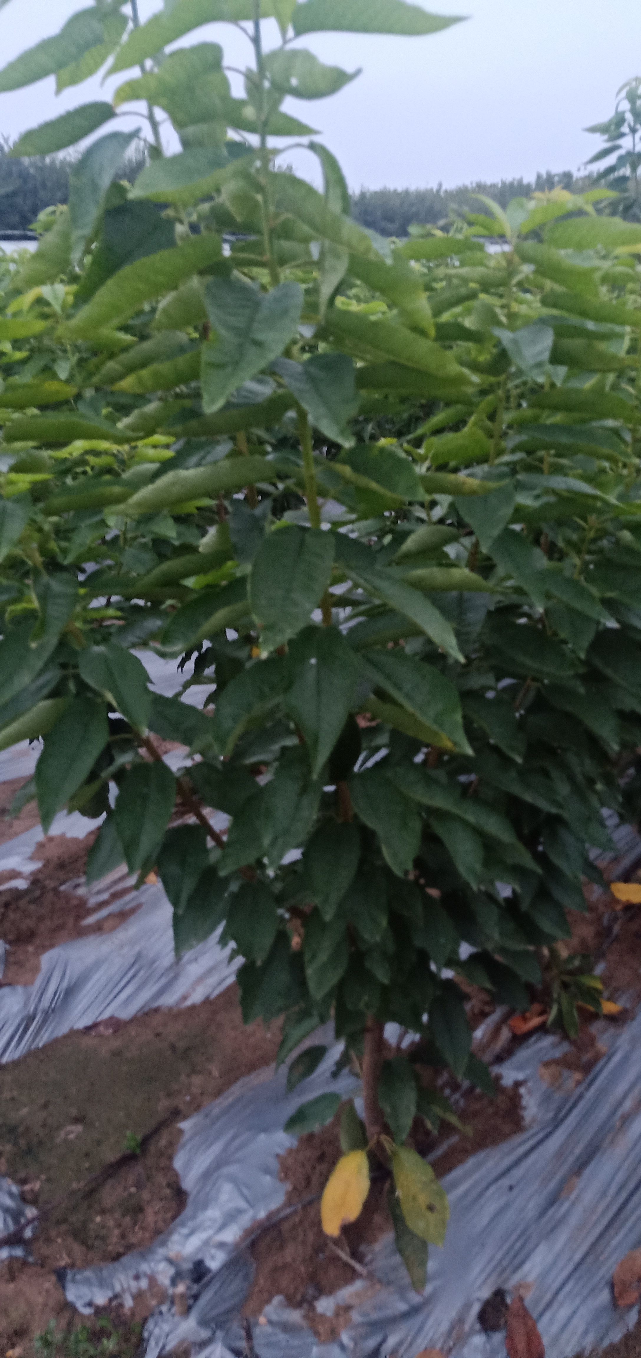 甜樱桃苗  樱桃苗