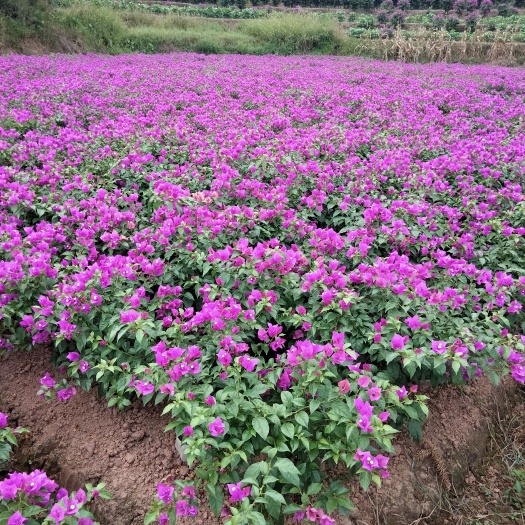 紫花三角梅  紫色三角梅