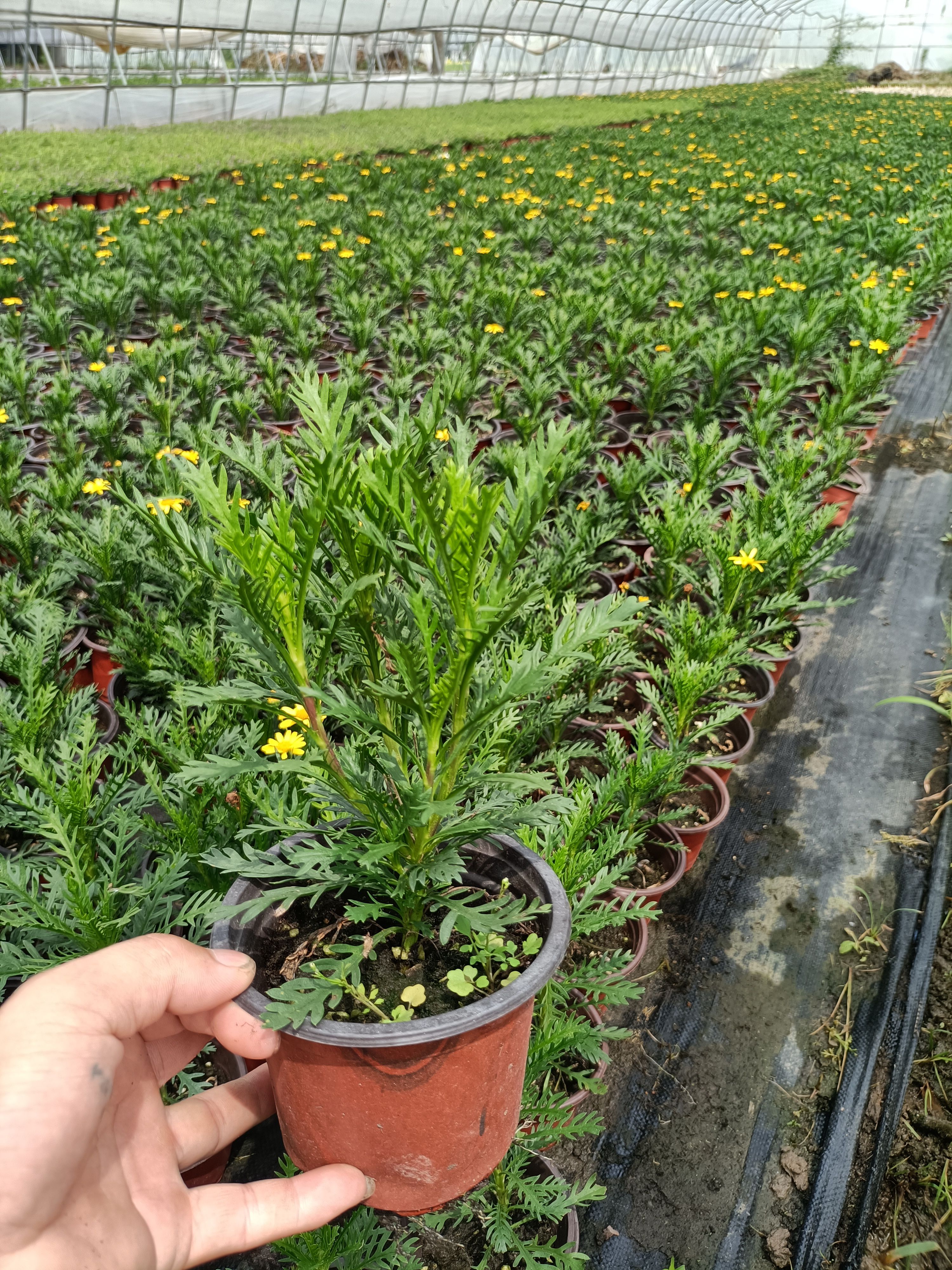 黄金菊 四季品种