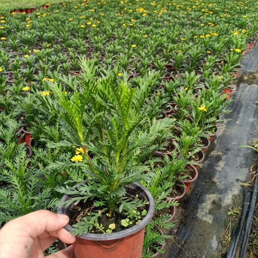 平湖市黄金菊 四季品种