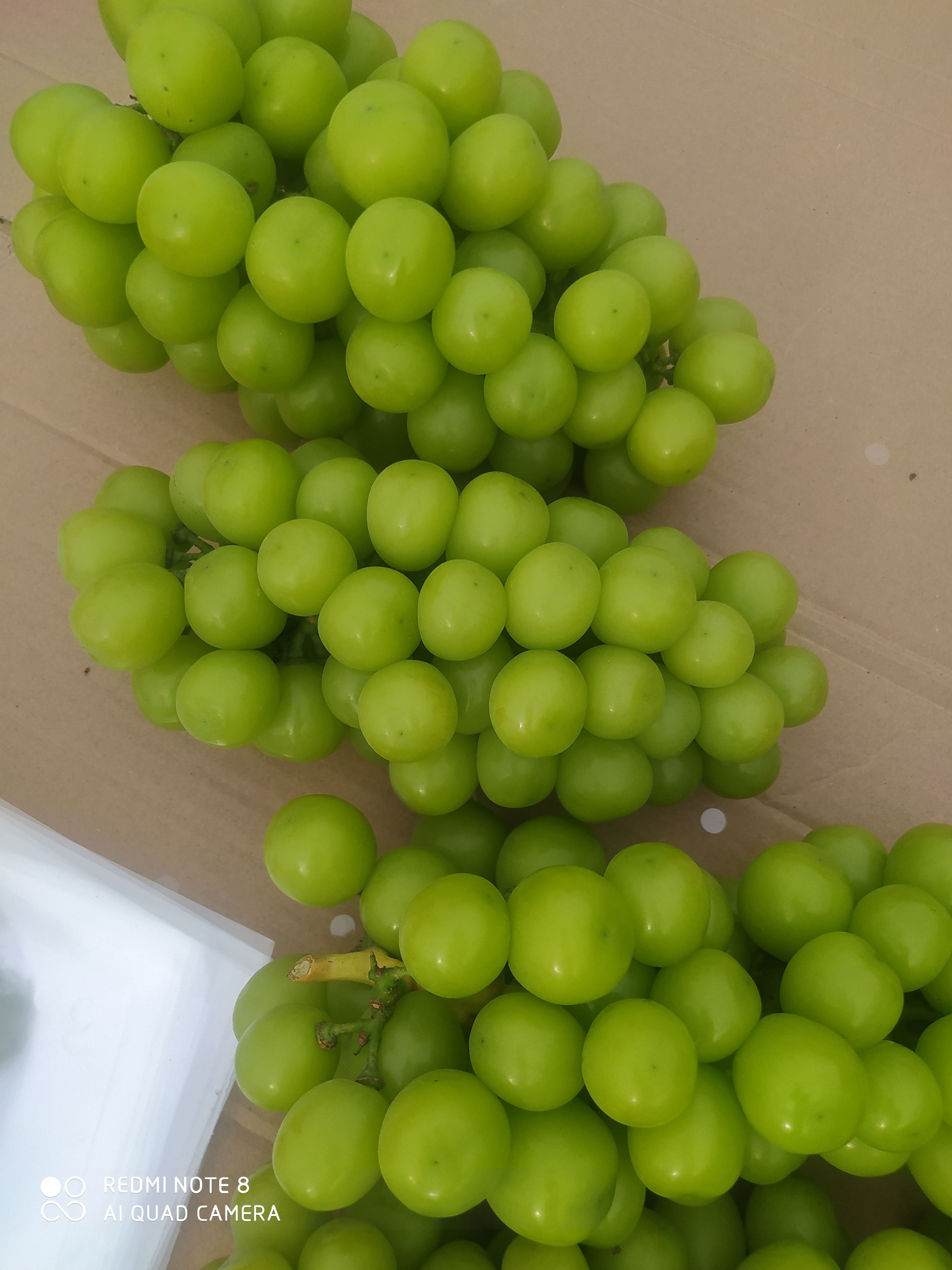 陕西阳光玫瑰葡萄大量上市，颗粒大，肉多，甜度18克以上，耐运