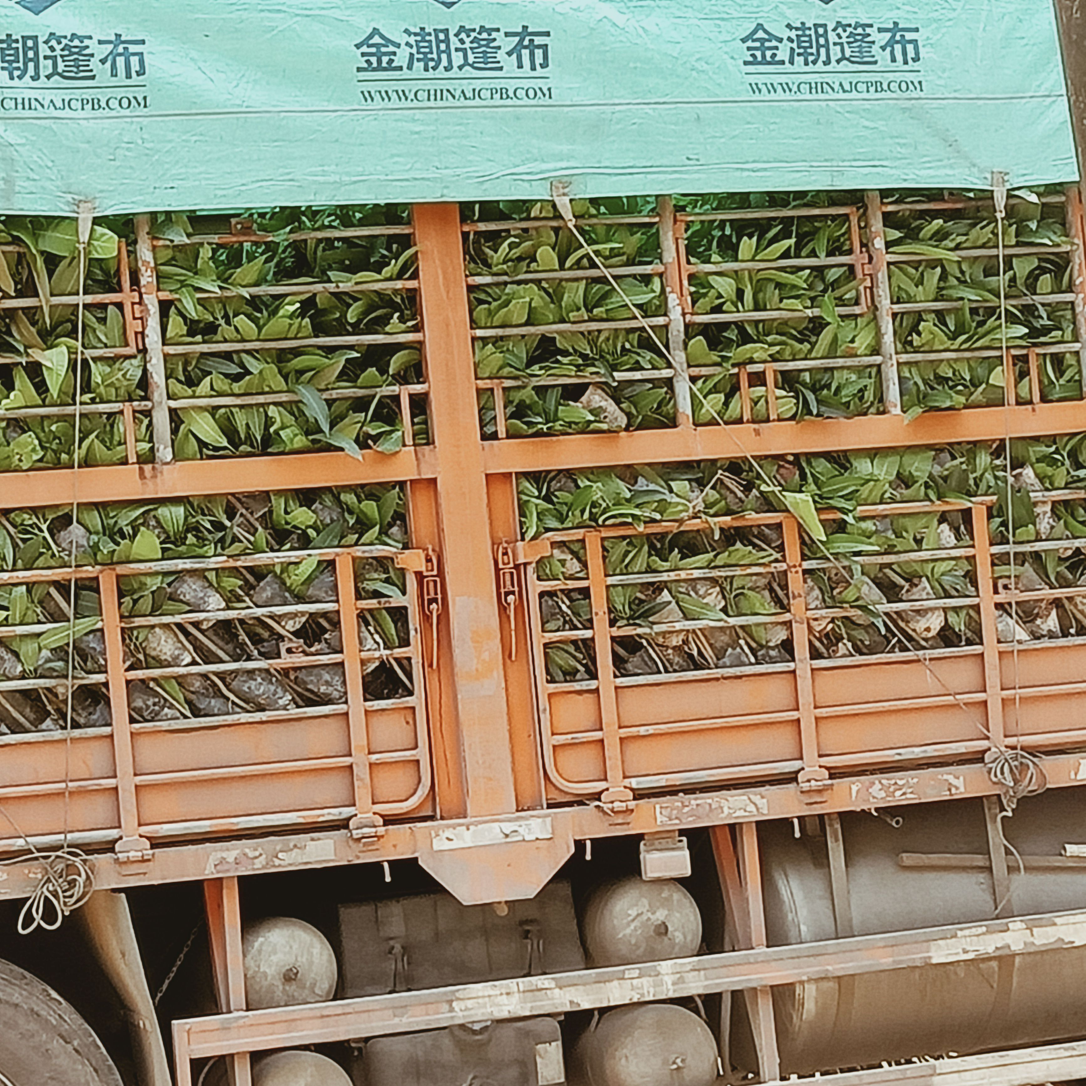 芒果苗金煌台农桂七四季芒红贵妃芒果苗嫁接苗打泥球裸根原生苗