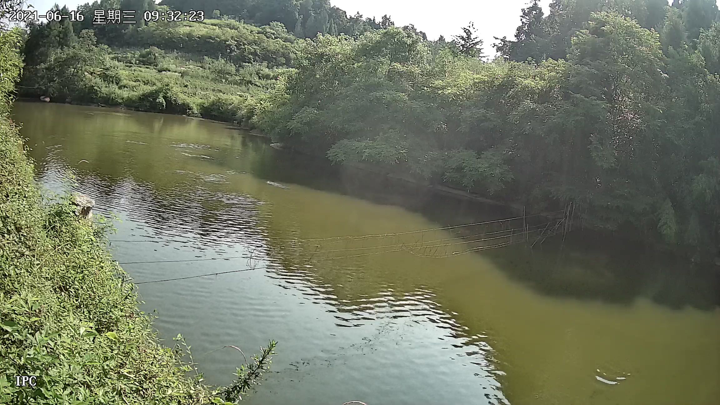 杂交鲫鱼 草鱼鲫鱼