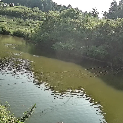 忠县杂交鲫鱼 草鱼鲫鱼