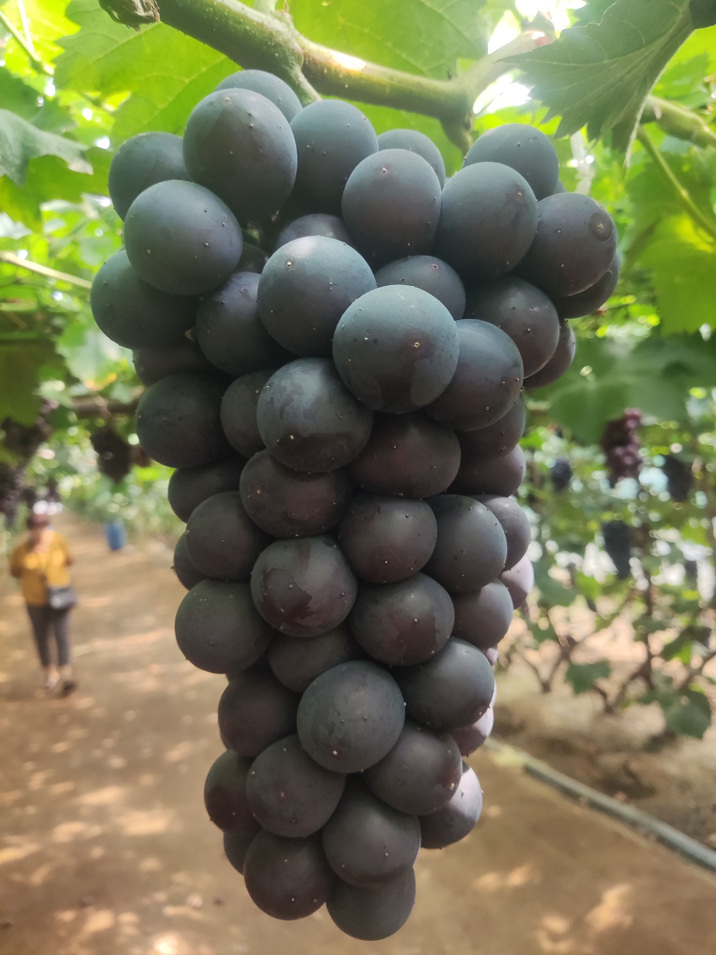 辽南熊岳巨峰葡萄 ，巨峰葡萄口感甜，色泽黑，南北方各大市场