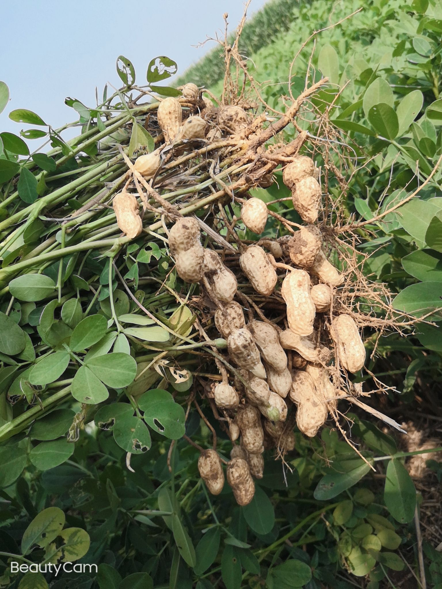  鲁花系列花生  颗粒饱满