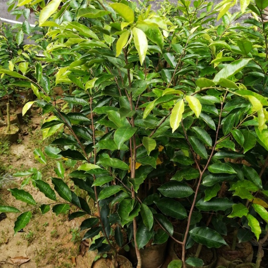 茂名奇楠沉香树 正宗一代绿奇楠中苗