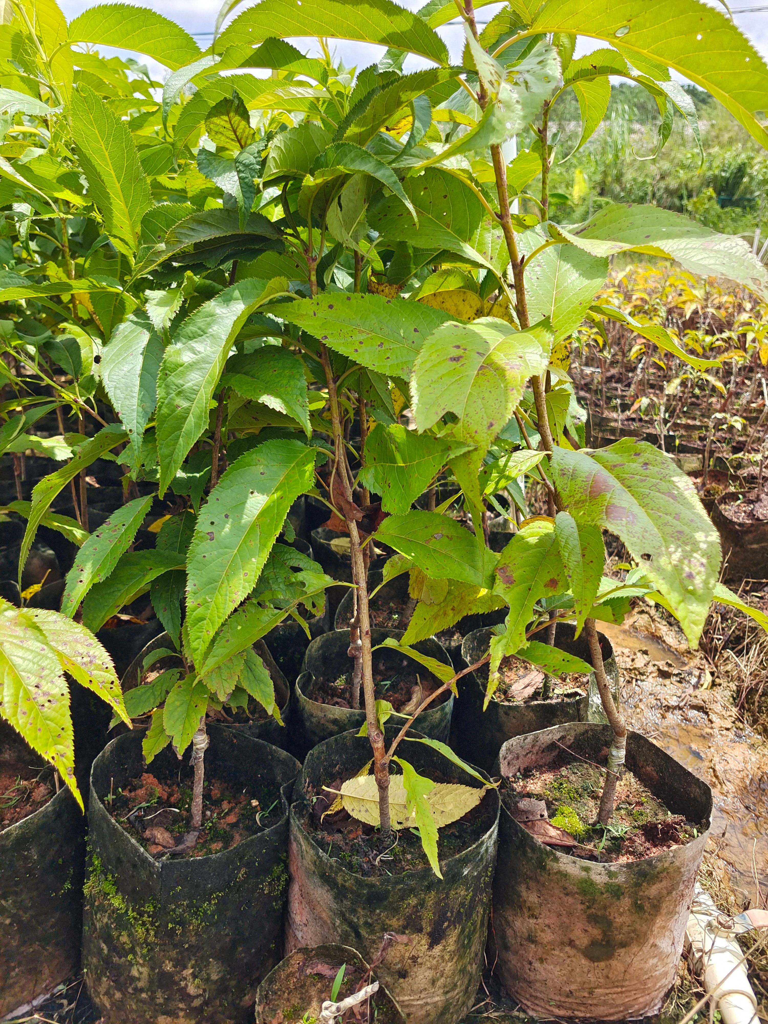 佳人樱花 适合南方耐高温品种北方也适应