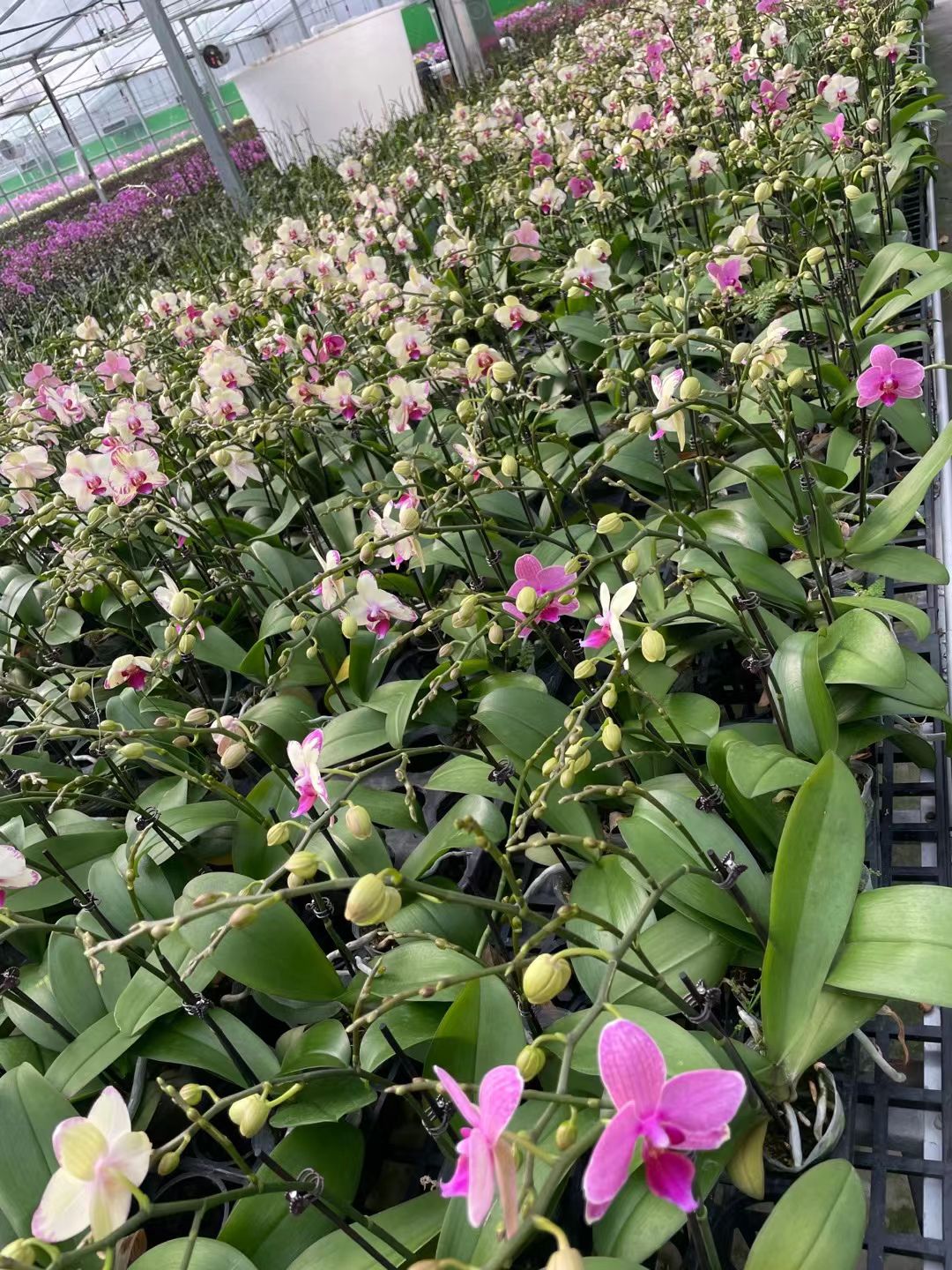  蝴蝶兰开花株绿闪电2.8寸杯花苞任选A级货