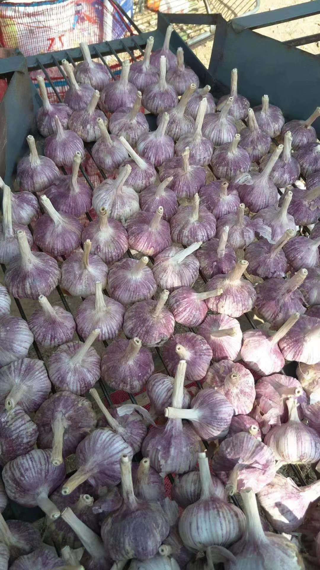 红皮蒜  金乡大蒜产地直供、电商、社区团购、专业代收_仓储！