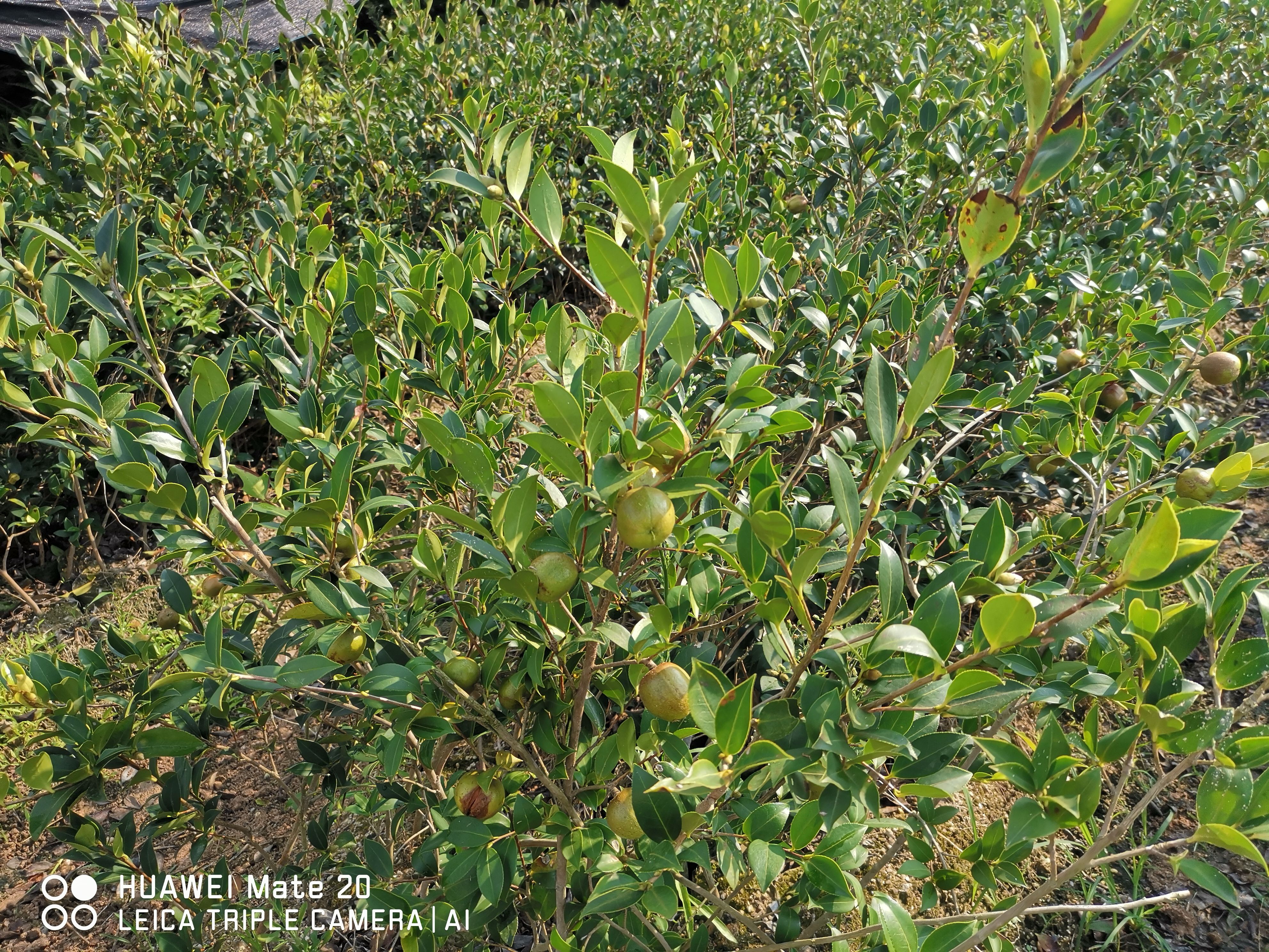 茶树苗 嫁接良种油茶苗，场地直供。两年，三年，四年的大杯，小杯油茶