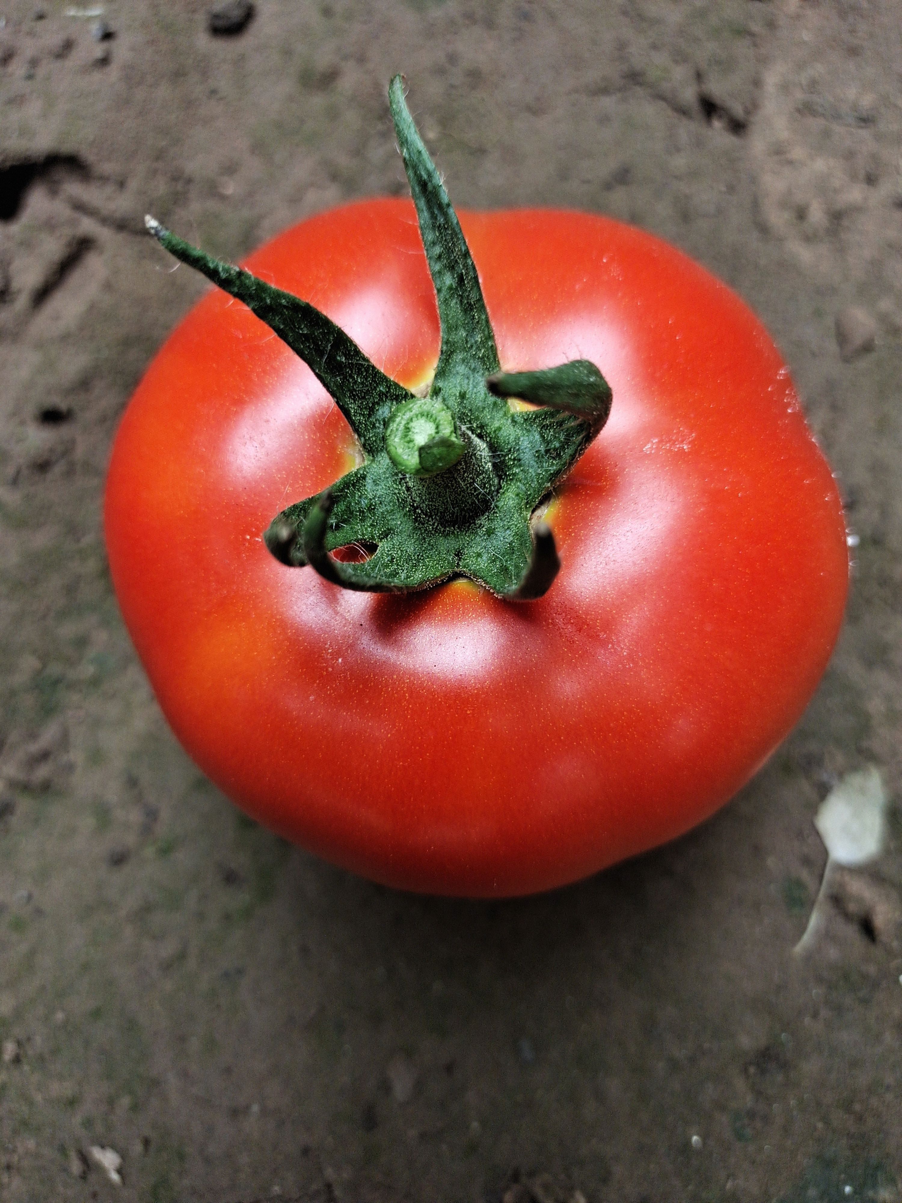 大红西红柿  西红柿