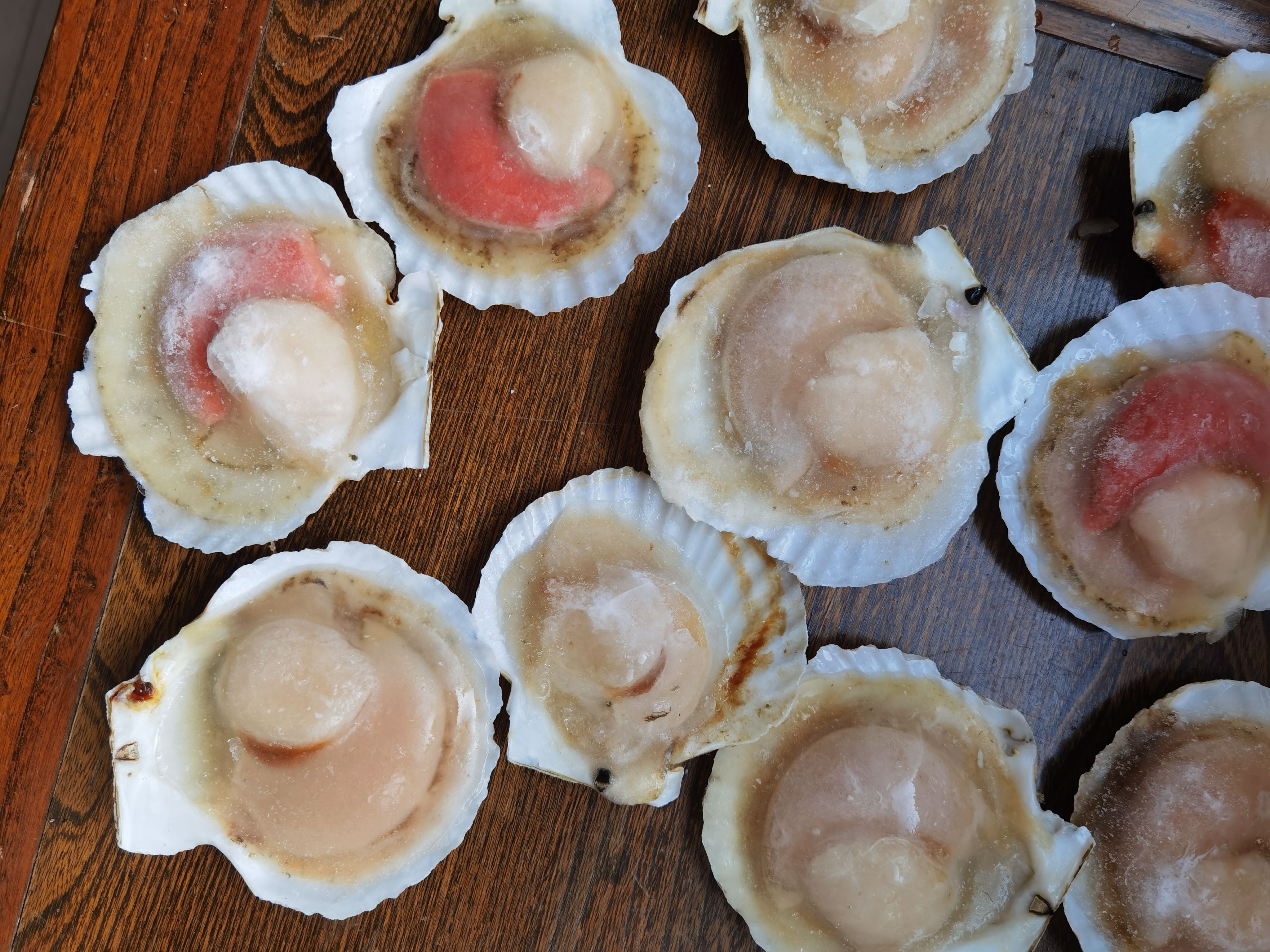 虾夷扇贝 【扇贝】厂家直销