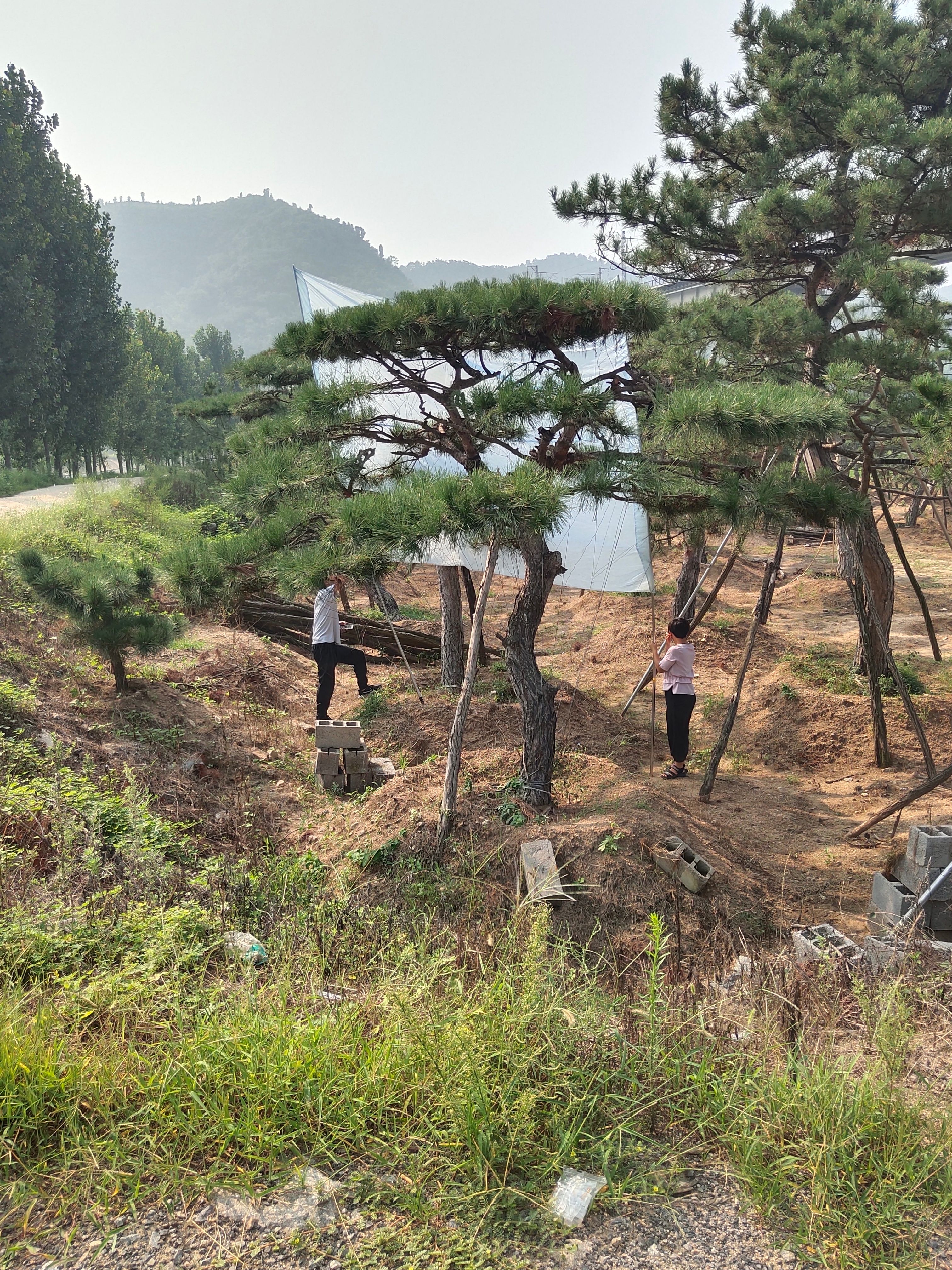 造型黑松，造型油松，造型景观松，平顶松，迎客松