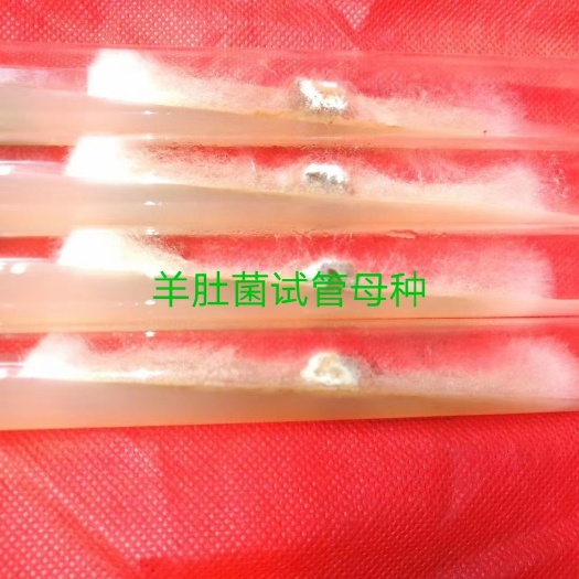 重庆市羊肚菌菌种 羊肚菌种子