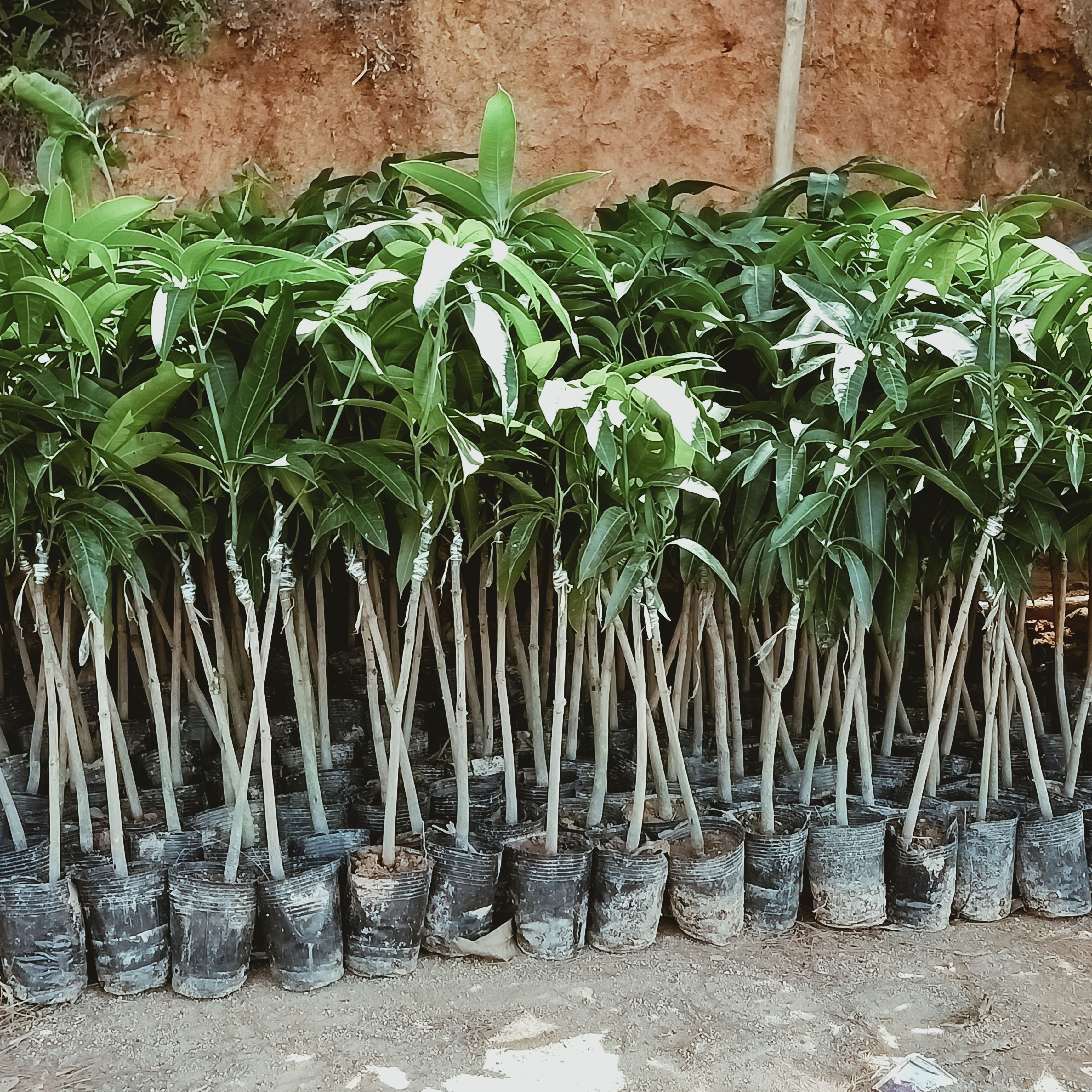 芒果苗金煌台农桂七四季芒红贵妃芒果苗嫁接苗打泥球裸根原生苗