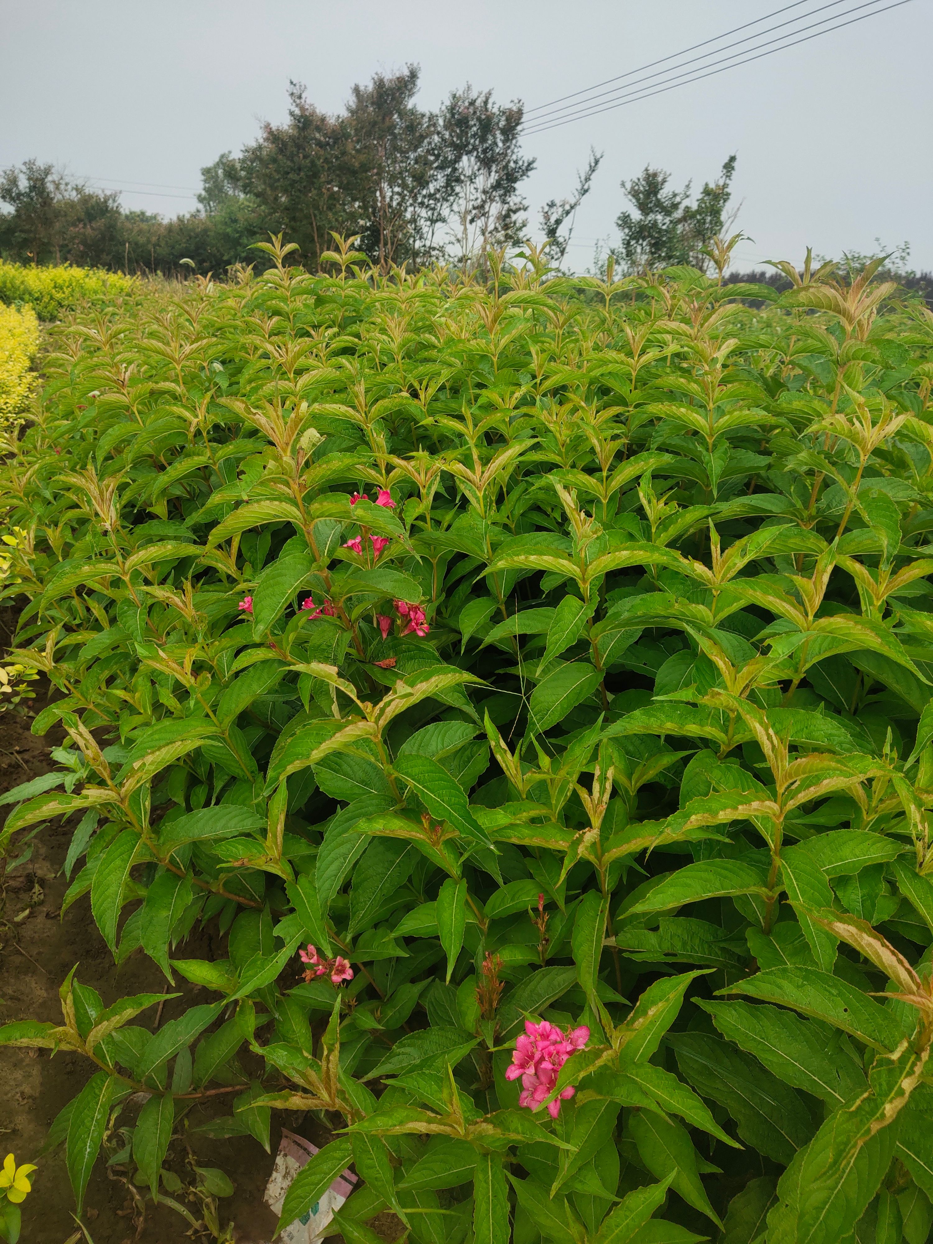 锦带花  红王子锦带绿化工程苗木基地节节高苗木