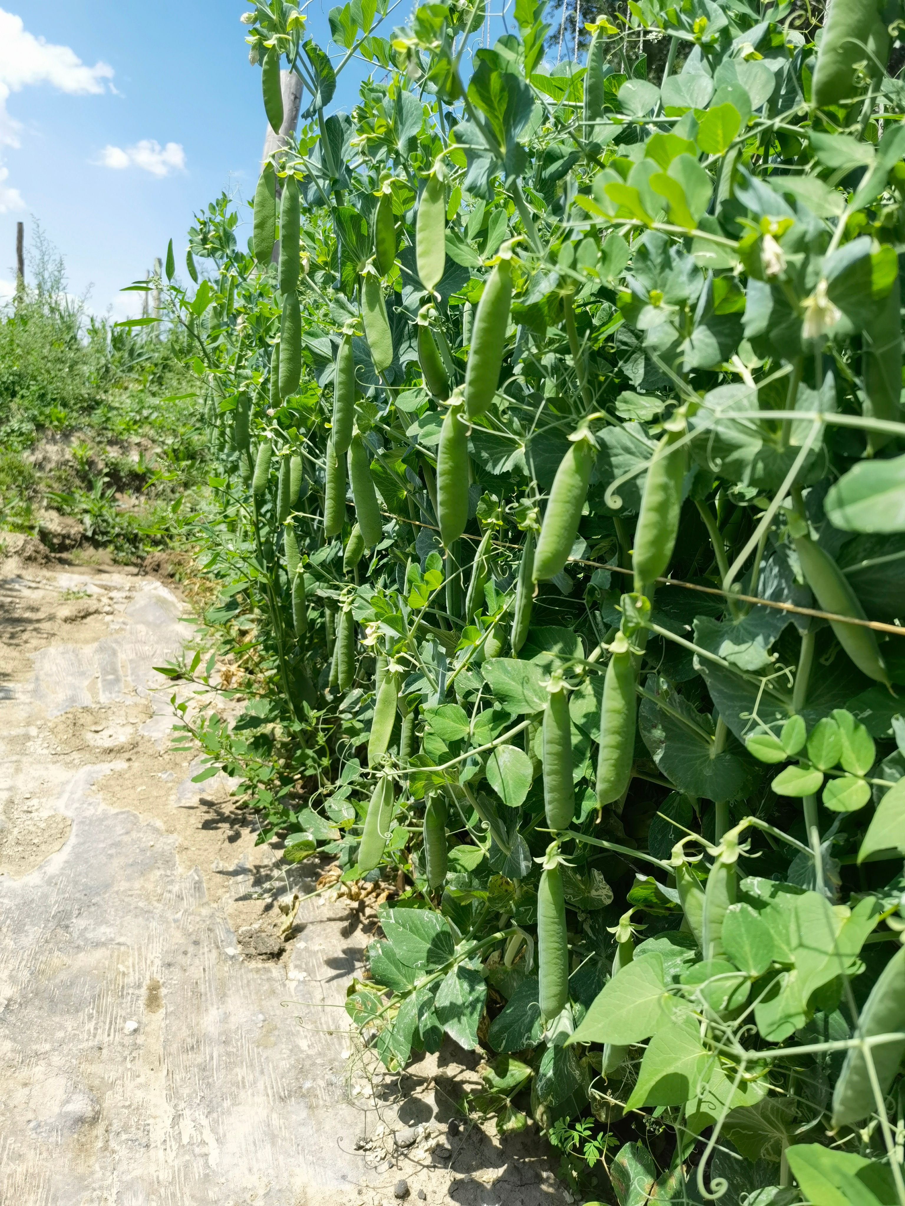 豌豆种子 长寿仁 水果豌豆长寿豆豌豆种子批发长寿仁