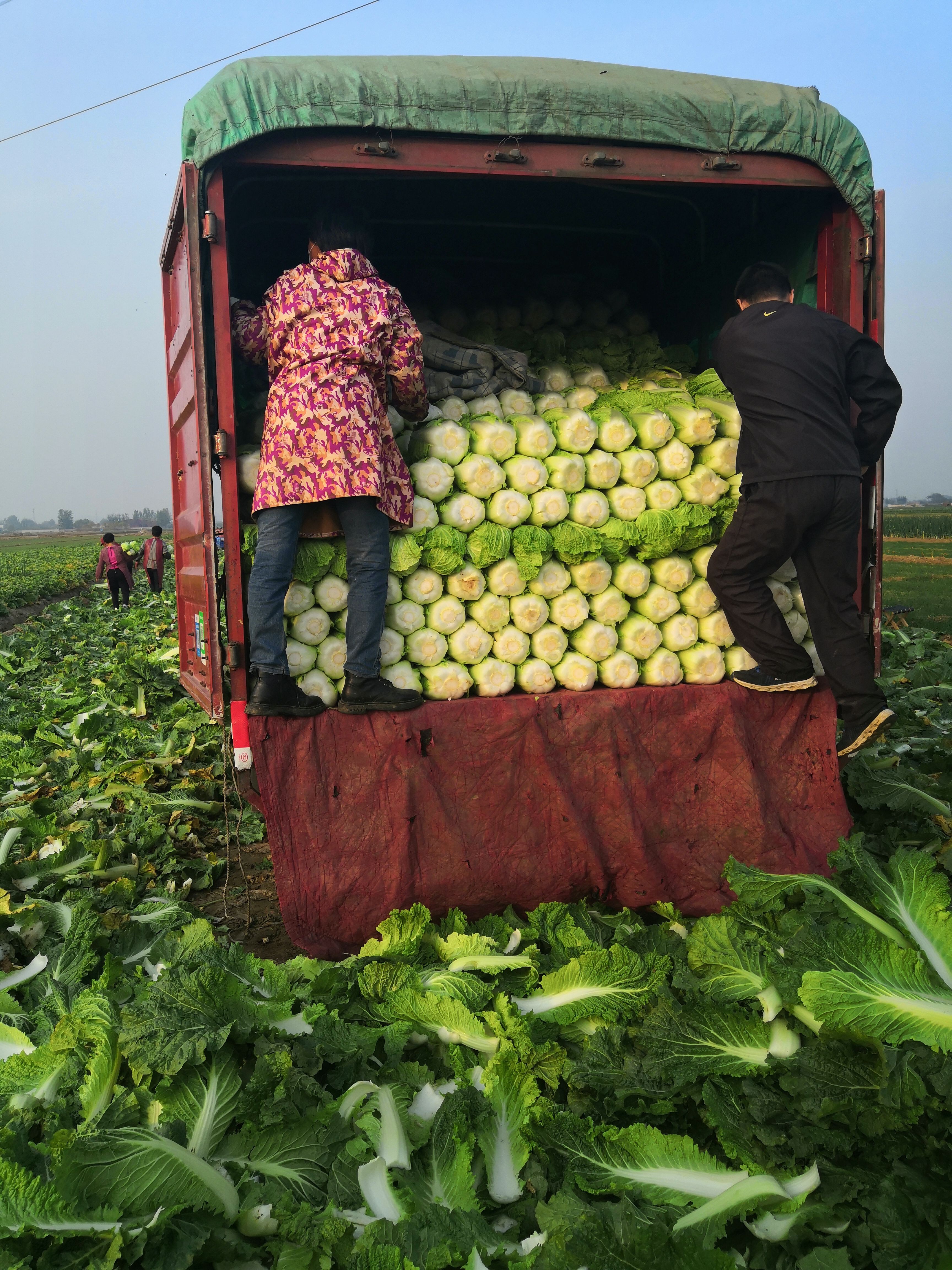 北京新3号  北京新三号大白菜
