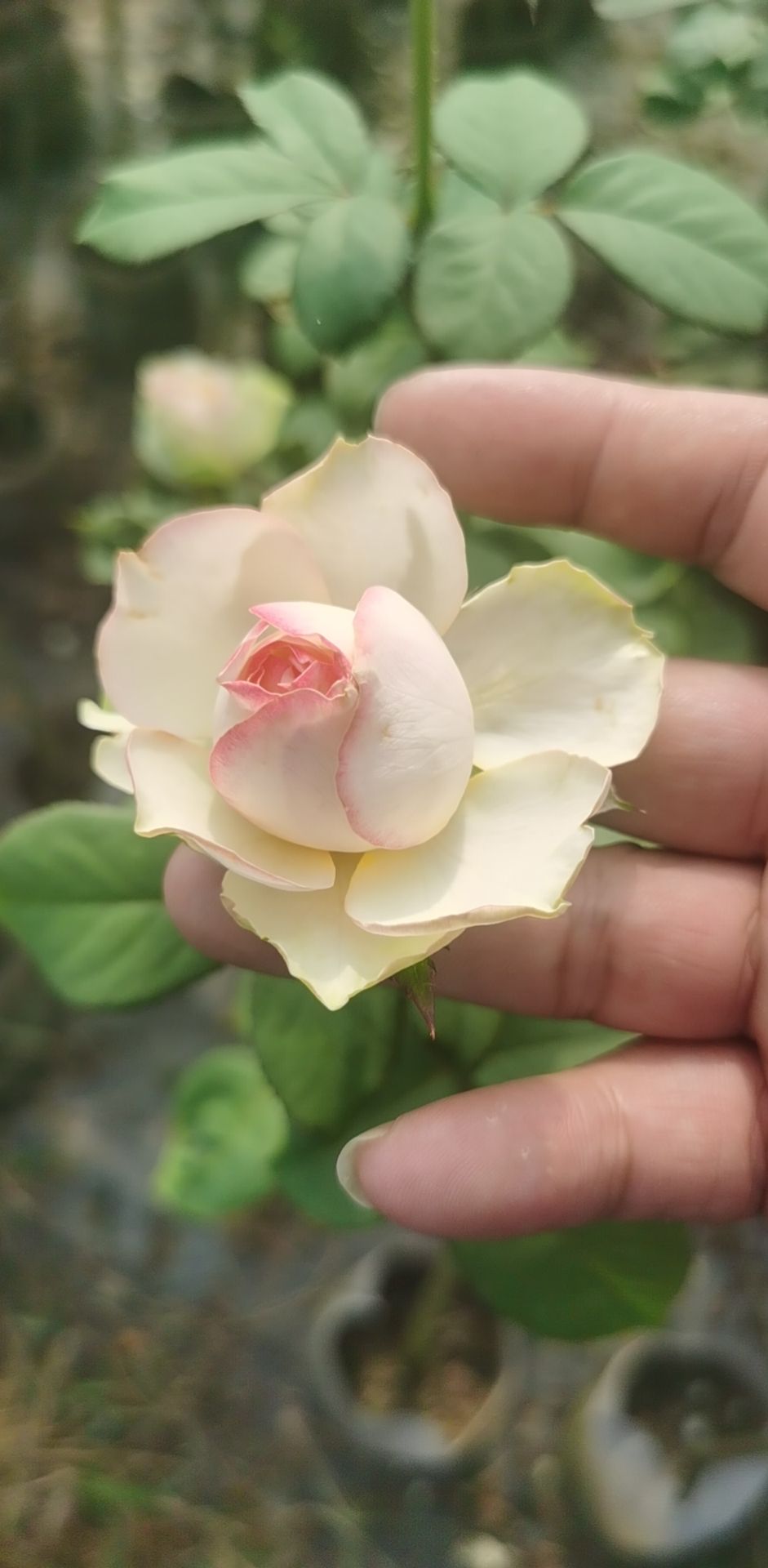 蓝色风暴 玫瑰月季花苗大花部分带花苞花卉盆栽易活多季开花蔷薇室院阳台花